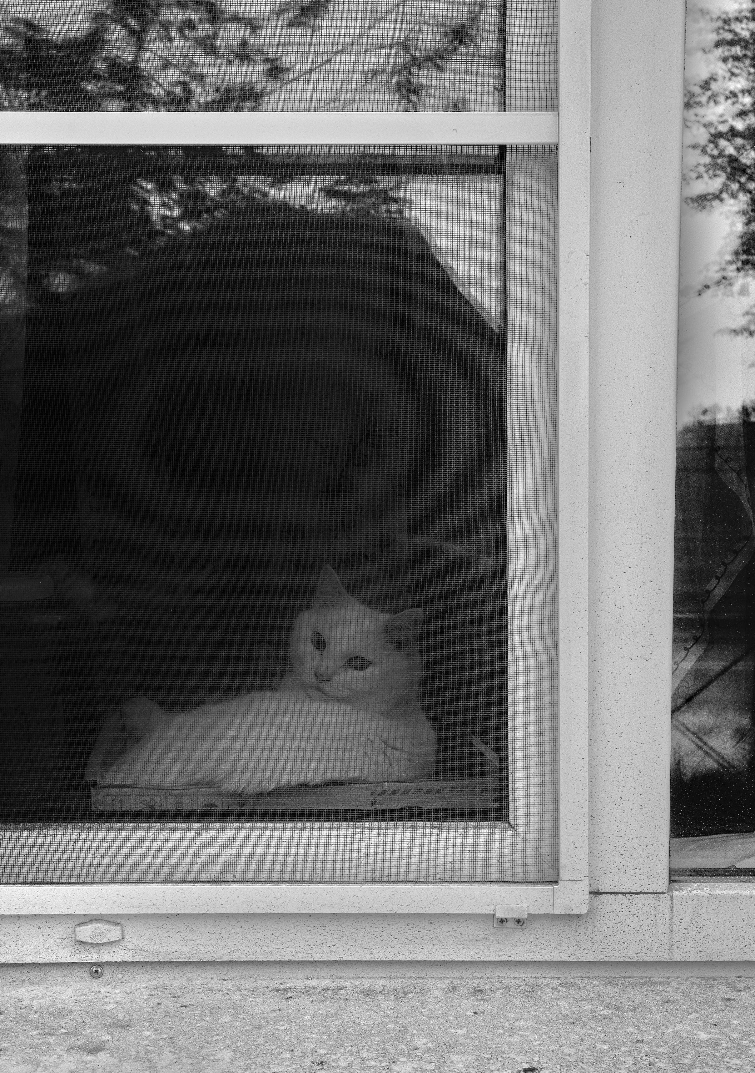 A white cat in the window.