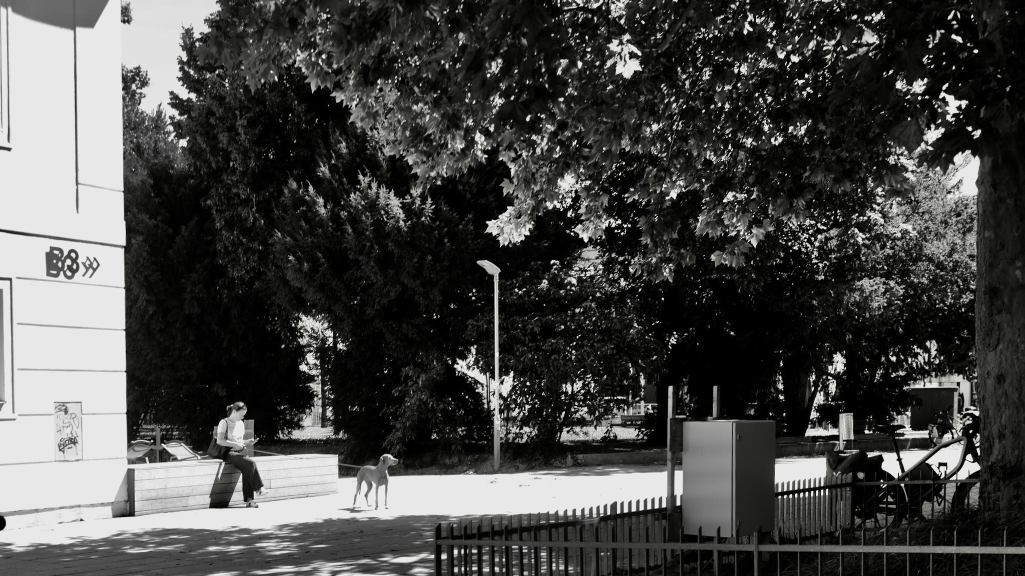 Picture of a scene in the city of Linz, Austria. A woman is sitting on a stone wall, holding a leash with a dog. The animal is looking straight forward, as it is expecting something. 
On the left side is a building in the sun. The background and the right side are shown with trees. Might be a park. 
Picture is black and white.