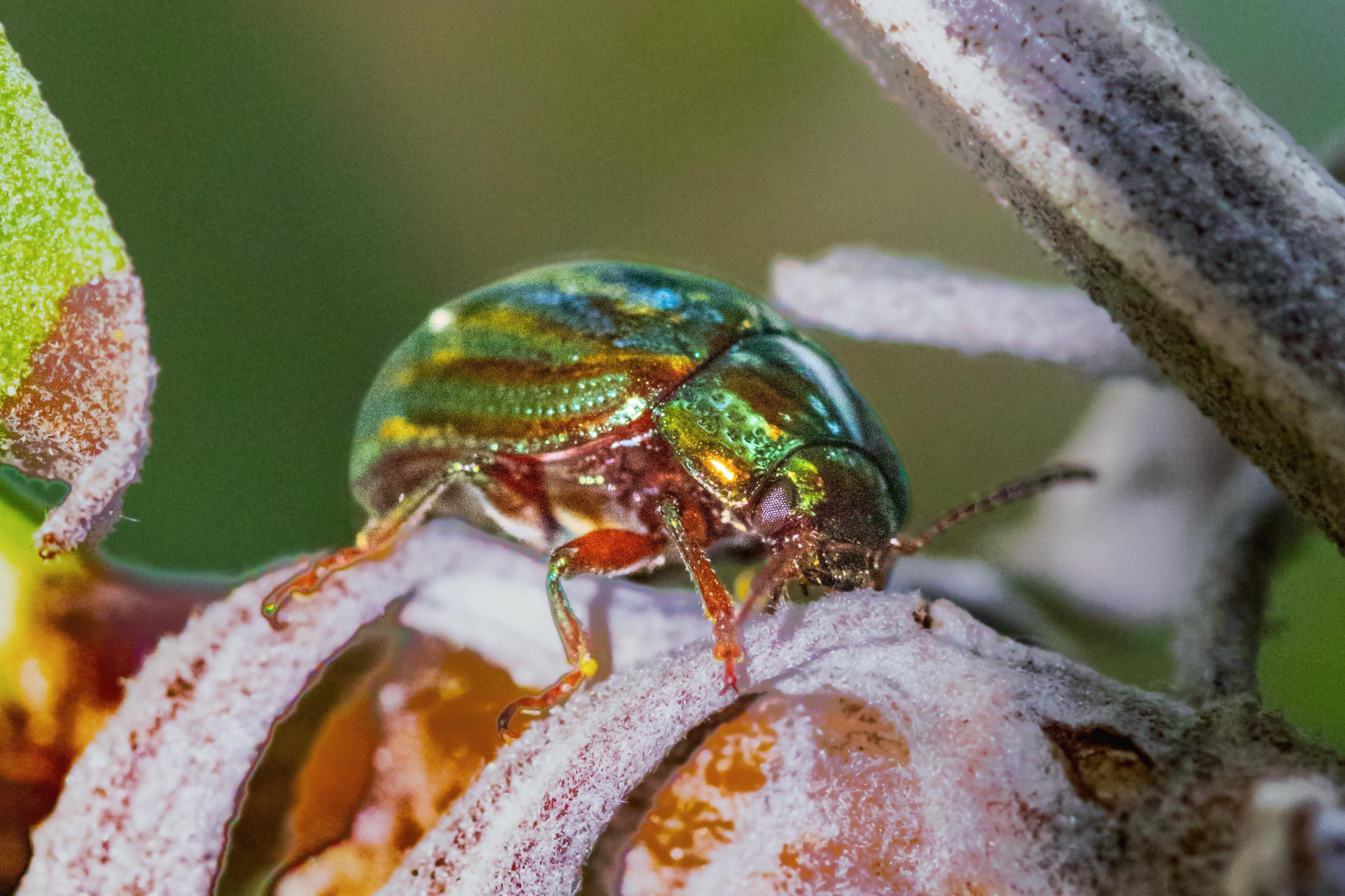 A photo of a bright colourful rosemary beetle hanging out on some curry leaf branches
