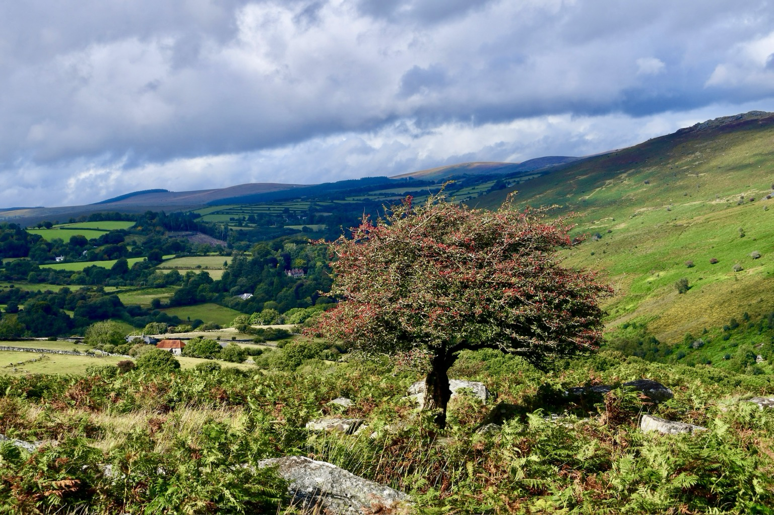 A tree with red beer against a moorland backdrop.