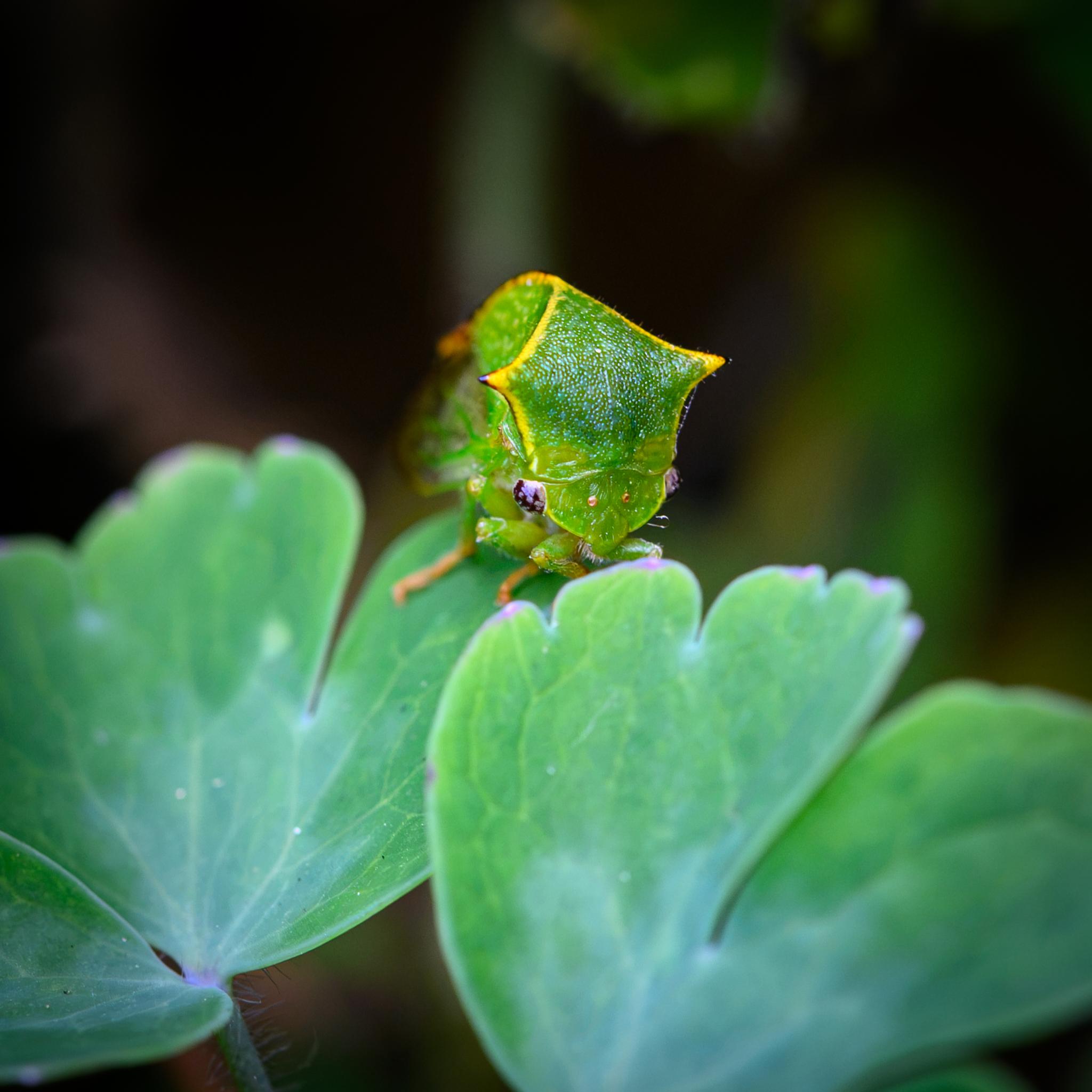 A small insect seen on some green leaves. The view is more or less head on, showing the peculiar large flat face which tapes back into a triangle over the top, and into two horns, one on each side. The insect is mostly green in this view with dimpling on its face, while the edges of the face and the horns are yellow with red and black tips. The insect has black and grey compound eyes on either side of its head and two smaller red ocelli between them. The back can't be seen well, but tapers into clear wings. The insect has green legs which turn orange at the end.