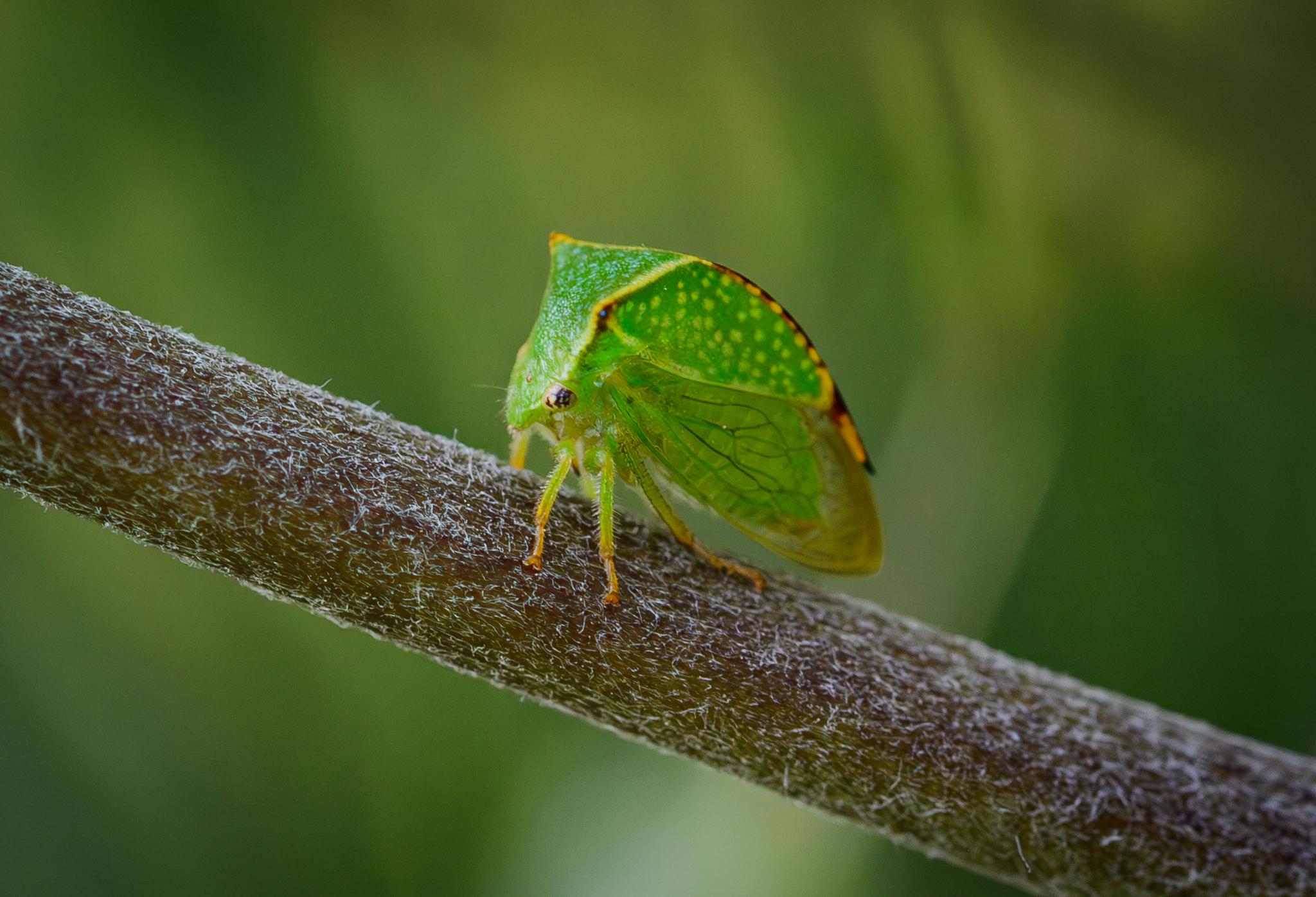 Another insect in the same species, seen in half profile, showing the flat horned head, but also the boxy back, green with lots of yellow spots. The "spine" of the box has the same mix of yellow, red, and black as the horns. Below the box are the wings, which are clear with dark veins. The green abdomen of the treehopper can be fuzzily glimpsed under the wings.
