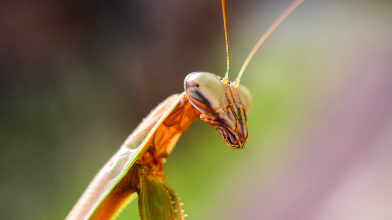 A close-up of a brownish-orange praying mantis against a blurred green background.