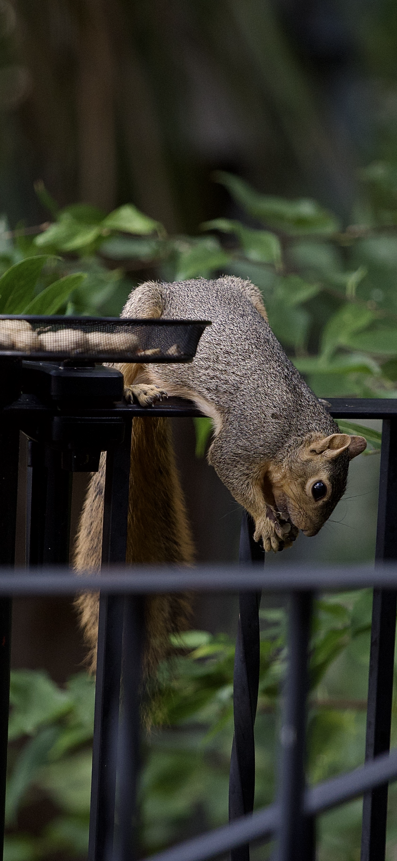 Squirrel eating a peanut while hanging off a metal rail