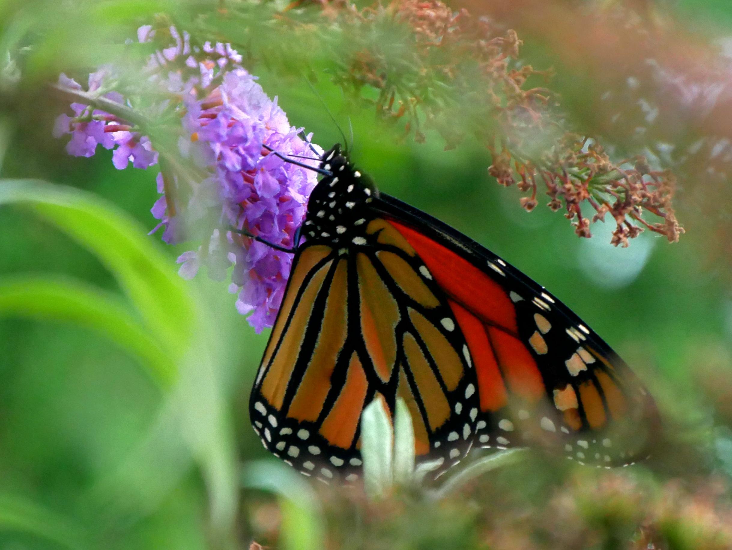 Ein Monarchfalter sammelt Nektar an einem Schmetterlingsflieder am Ufer des riesigen Ontariosees. Hier sammeln sich die Tiere um im September ihre lange Reise nach Mexiko anzutreten. Toronto 2026