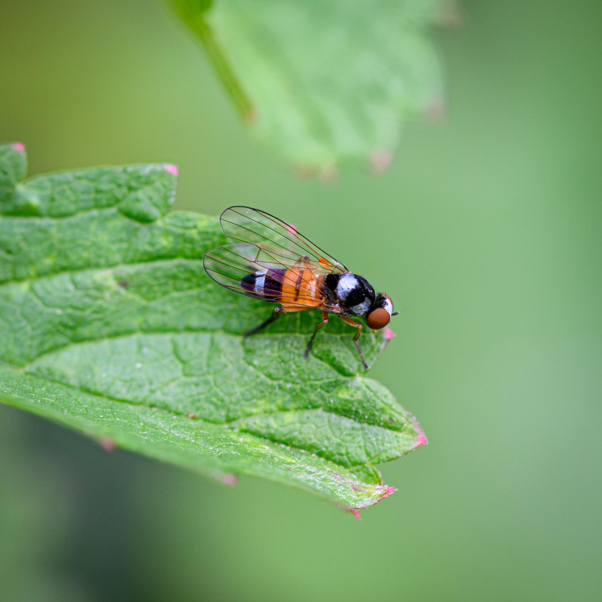 A small fly seen side-on and from above on a green leaf with crimson tips. The fly has large red compound eyes separated by a white face, changing to black further back. The thorax is a patchwork of black and grey-white, with some large black bristles. The abdomen starts with two wide orange bands separated by a thin black on. Then two wide black bands separated by a medium-sized grey-white one – there is a black longitudinal cut through the latter band. There are smaller black bristles on the rear part of the abdomen. The wings are clear with a very simple strong black venation. The legs are orange at the top, with lots of small black hairs, turning darker lower down.