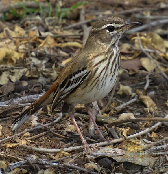 Small bird