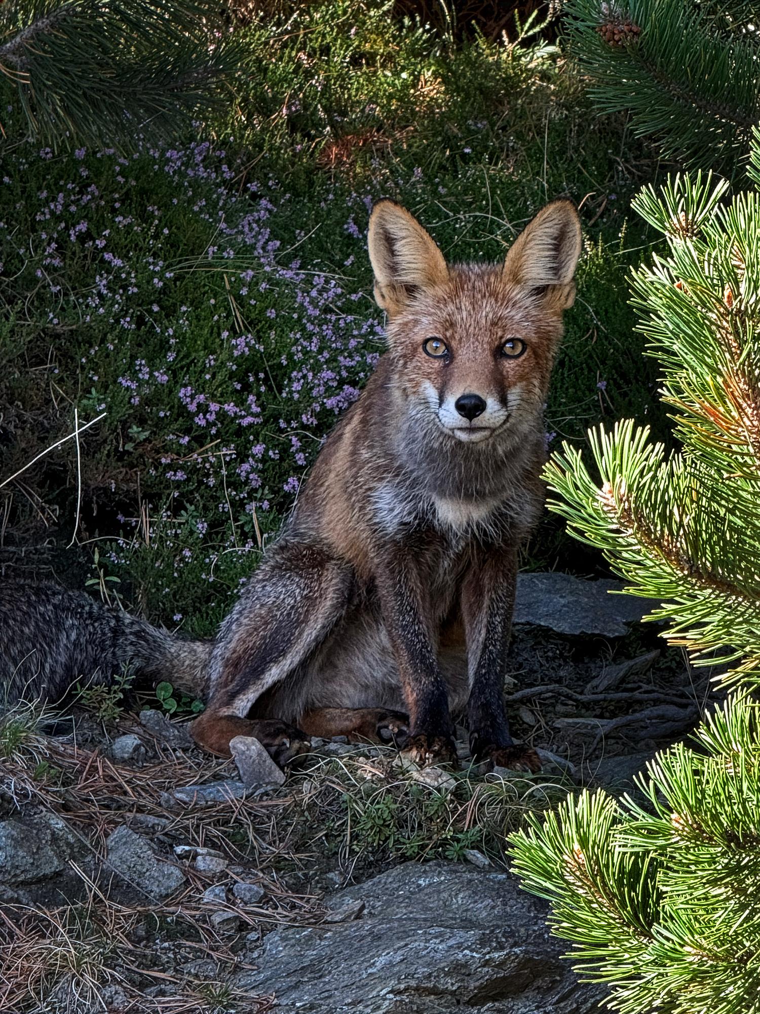 A wild red fox sitting upright surrounded by vegetation. Sunlit pine branches of a vibrant green frame the right side of the scene. Small delicate purple flowers, are scattered behind the fox. The ground is covered by rocks, green moss and dry pine needles. The fox is looking straight to the camera with an alert expression in its beautiful amber eyes.