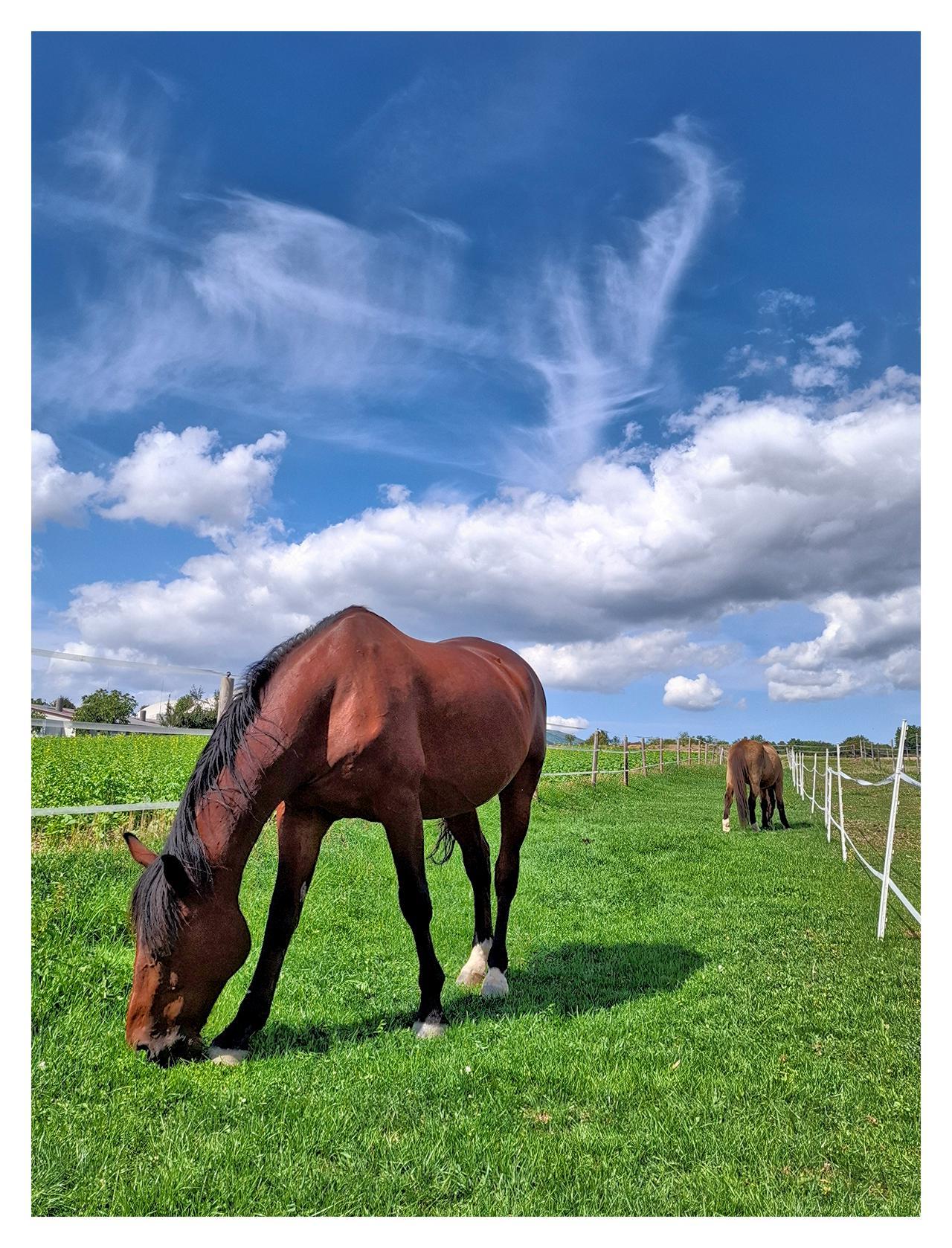 A brown horse with a dark mane grazes with its head lowered on lush green grass in a sunny field. A second, lighter-colored horse stands farther back near a white fence under a bright blue sky filled with white and wispy clouds.