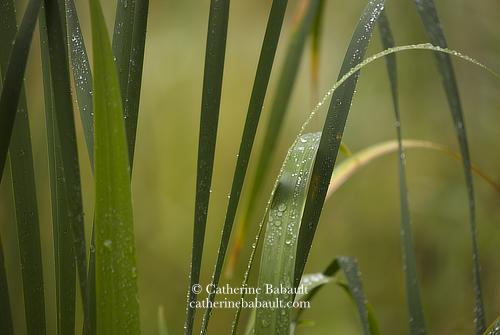 Close-up of the leaves of a common catail with rain drops on them. The background is light green and out of focus.