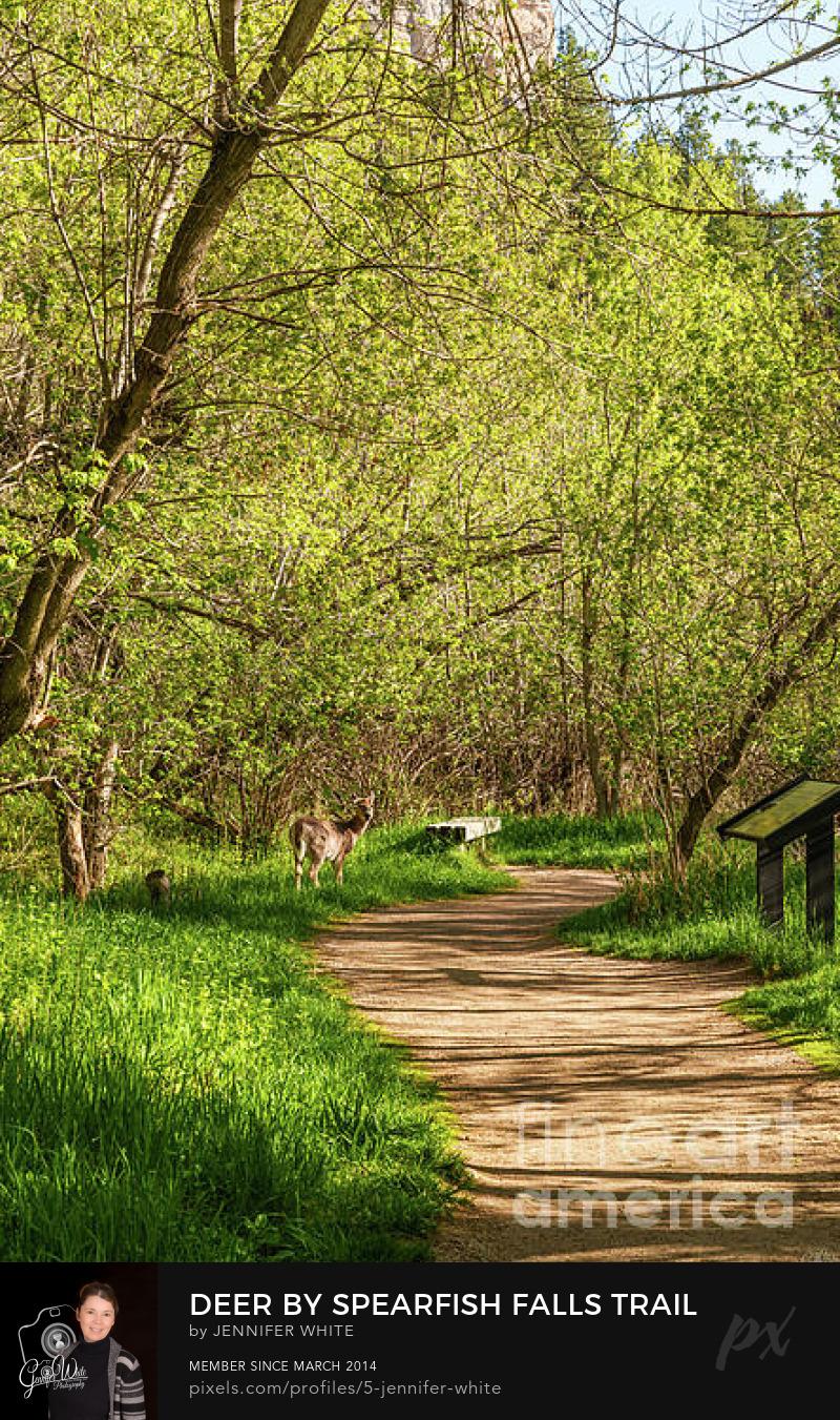 A curvey walking trail leads your eyes right to a wild deer standing in the morning light along the path to Spearfish Falls in the Black Hills of South Dakota.
https://5-jennifer-white.pixels.com/featured/deer-by-spearfish-falls-trail-jennifer-white.html
#buyintoart #photography #homedecor #hiking
@fineartamerica