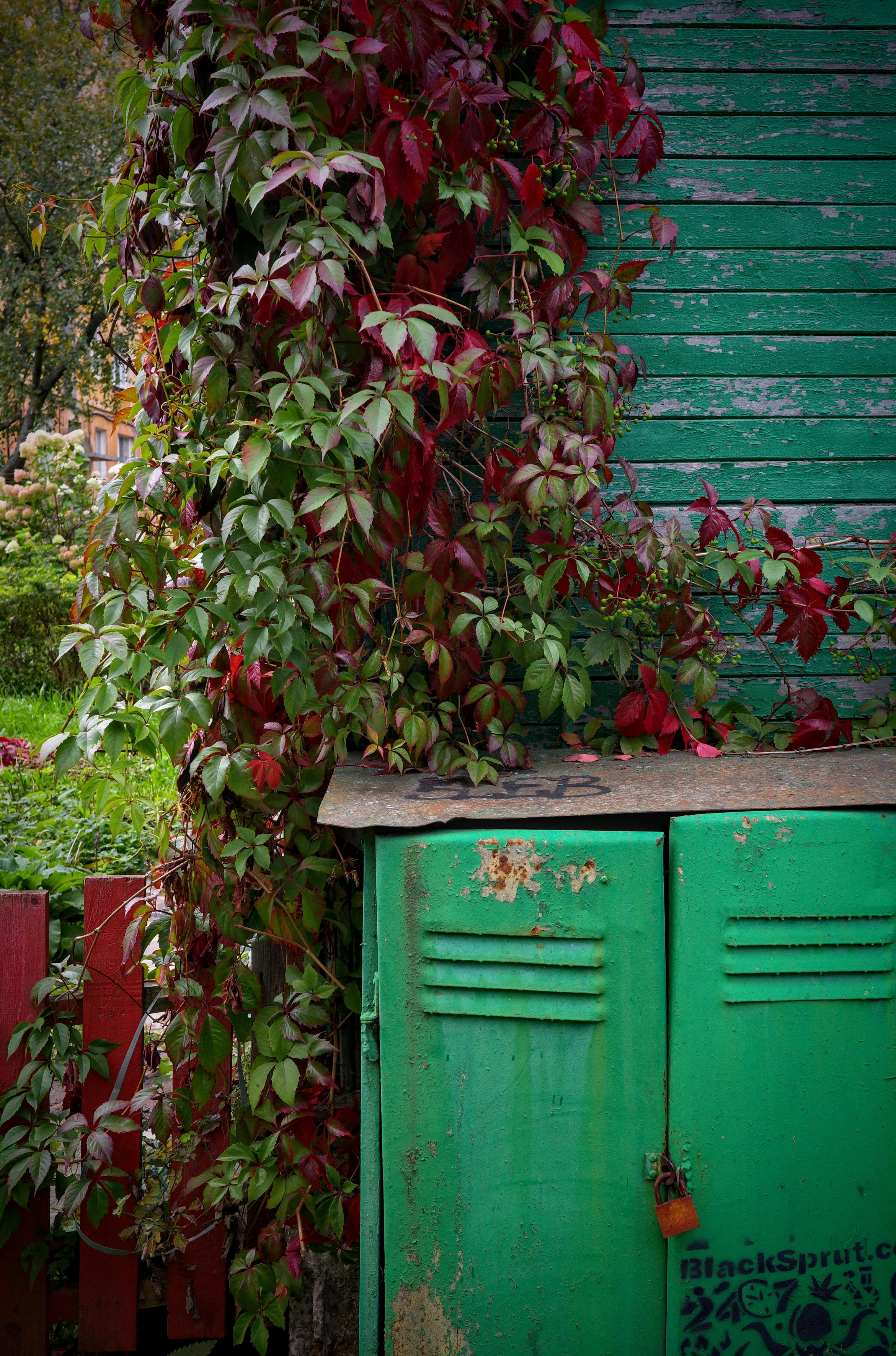 This color photograph captures a corner of an old courtyard where nature and urban life are intertwined. In the center of the composition is a metal cabinet (likely an electrical box), painted in bright green. The paint on its doors is peeling and covered in rust, a padlock hangs on one of them, and graffiti is applied at the bottom. The cabinet is tightly overgrown with a vine of Virginia creeper, whose leaves have already begun to change color: rich burgundy, purple, and crimson shades are replacing the green. On the left, a red wooden fence is visible, and in the background, the greenery of a garden and part of an old house. The image conveys the atmosphere of a quiet autumn, coziness, and that special beauty when nature slowly but surely takes over urban structures.