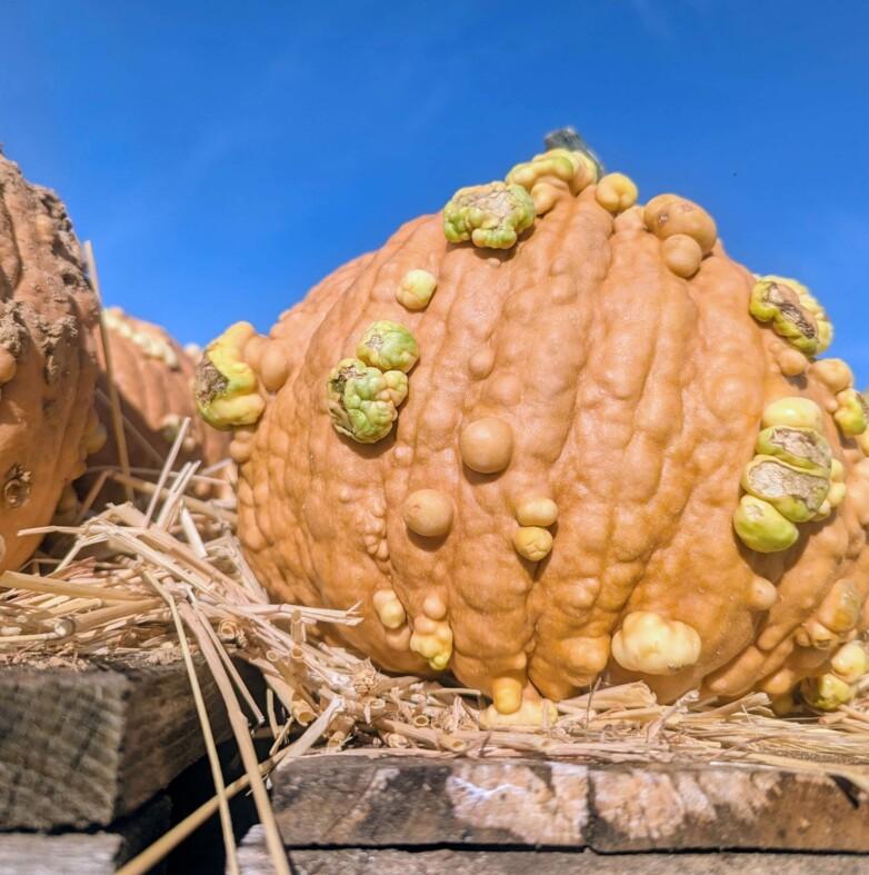 A heavily warted orange pumpkin covered in green and yellow bumps, resting on straw...