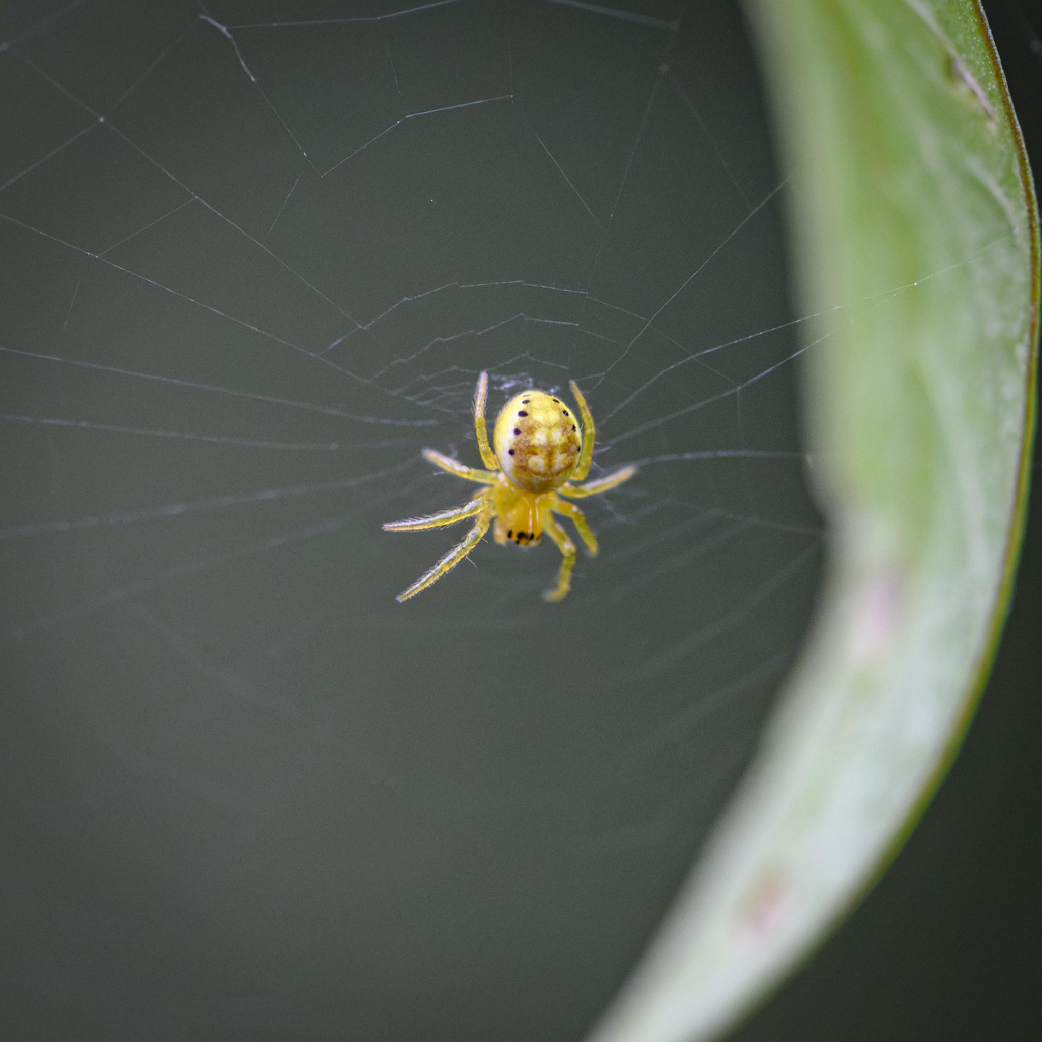 A small spider seen from above and to one side, sitting in the middle of its web. The spider is mostly yellow green, including the prosoma and legs, while the back of the opisthosoma is textured brown with pairs of yellow-green patches between, all bordered by five distinct black spots on each side.