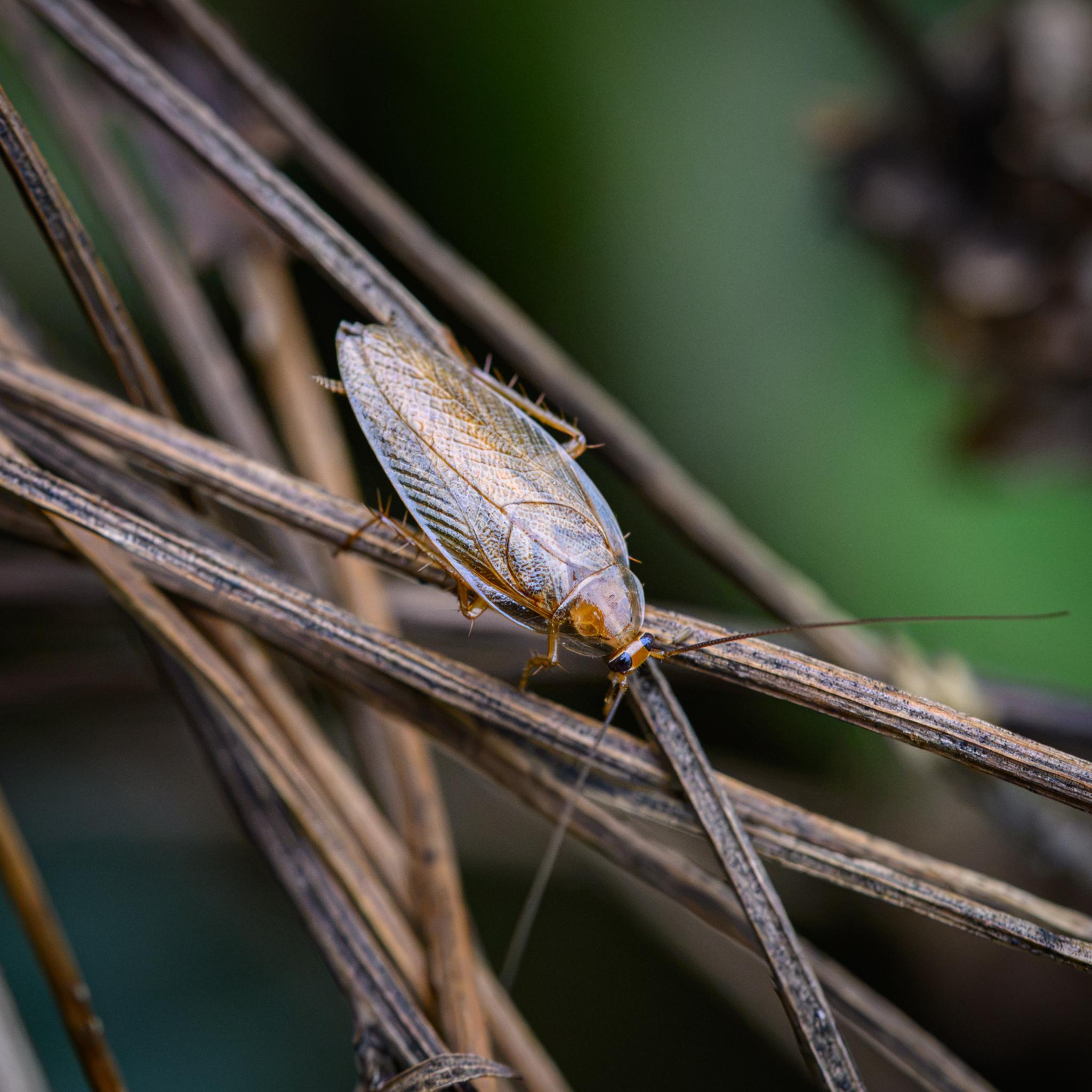 A slim cockroach seen from above on dead plant stems. It has an amber head with black compound eyes and long antennae. The pronutum is clear translucent, with an amber middle part under the outer shell. The wings are clear amber and highly patterned. The legs are amber with many spines.