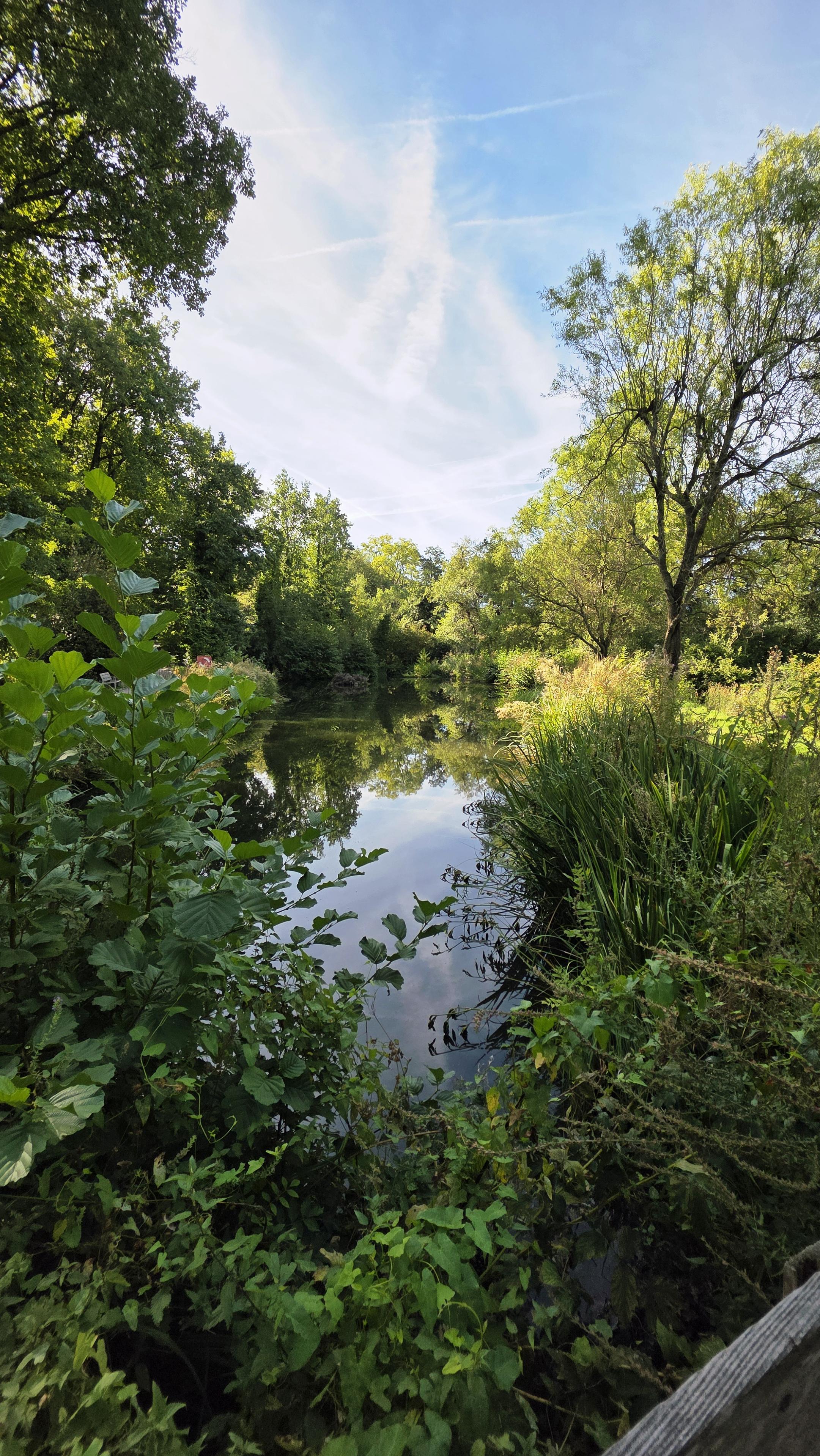 Morgenstimmung am Teich
