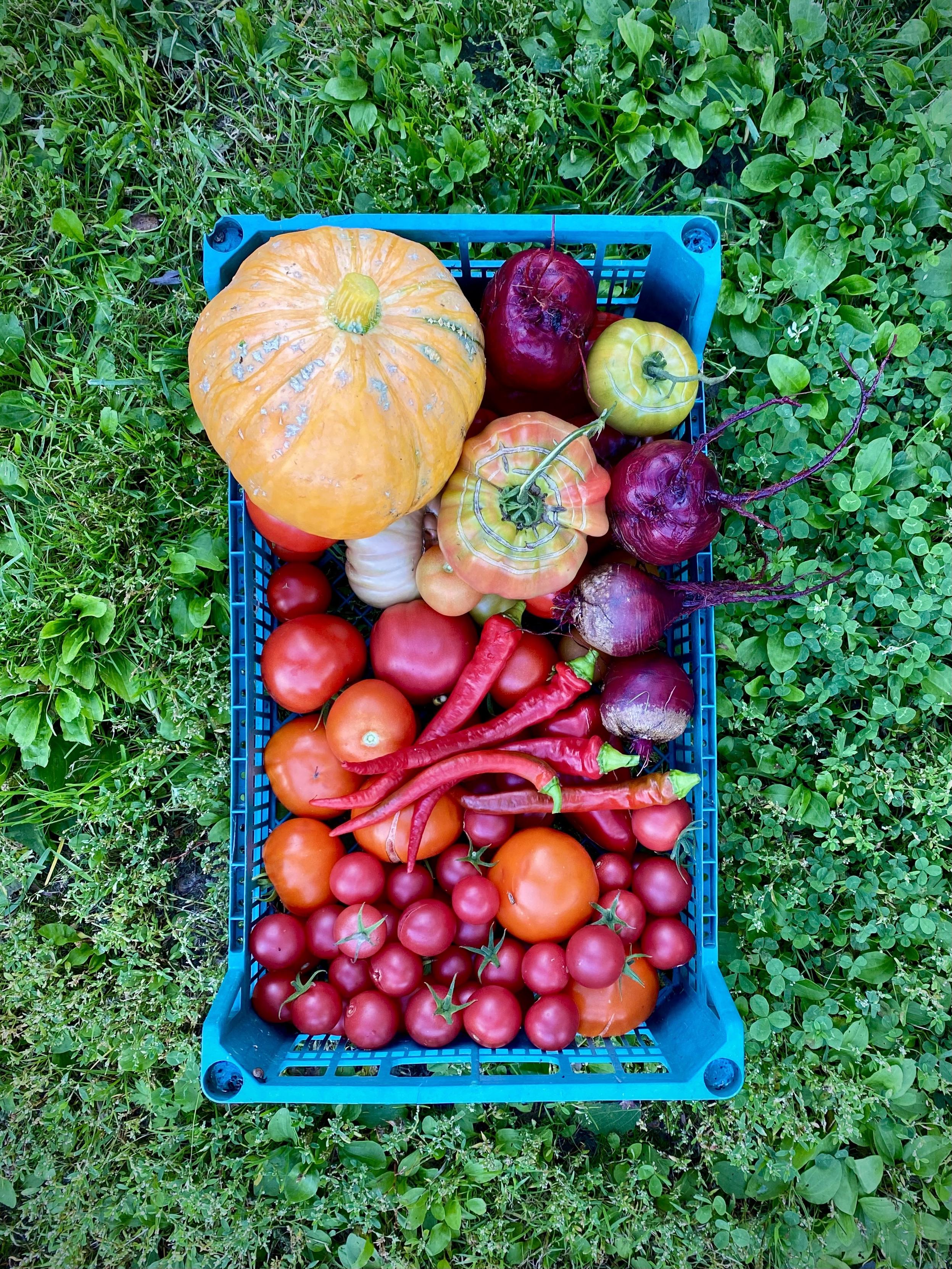 A bright harvest from the garden bed: a blue crate filled with ripe vegetables stands on the green grass. Inside are a large orange pumpkin, colourful tomatoes (red, yellow, and pink), beetroot, and hot red peppers.