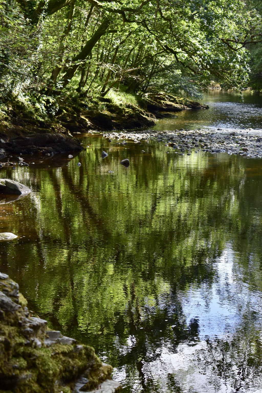Green reflections in river.