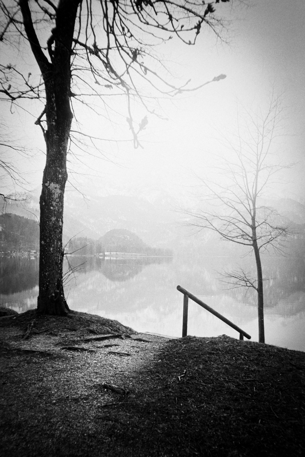 Stairs down to a lake and a tree