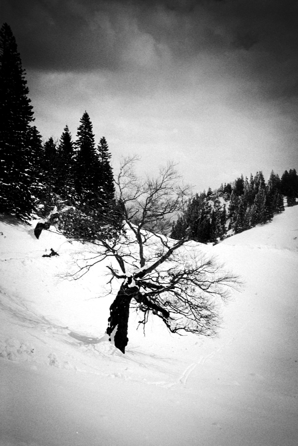 Weird tree in snowy mountains