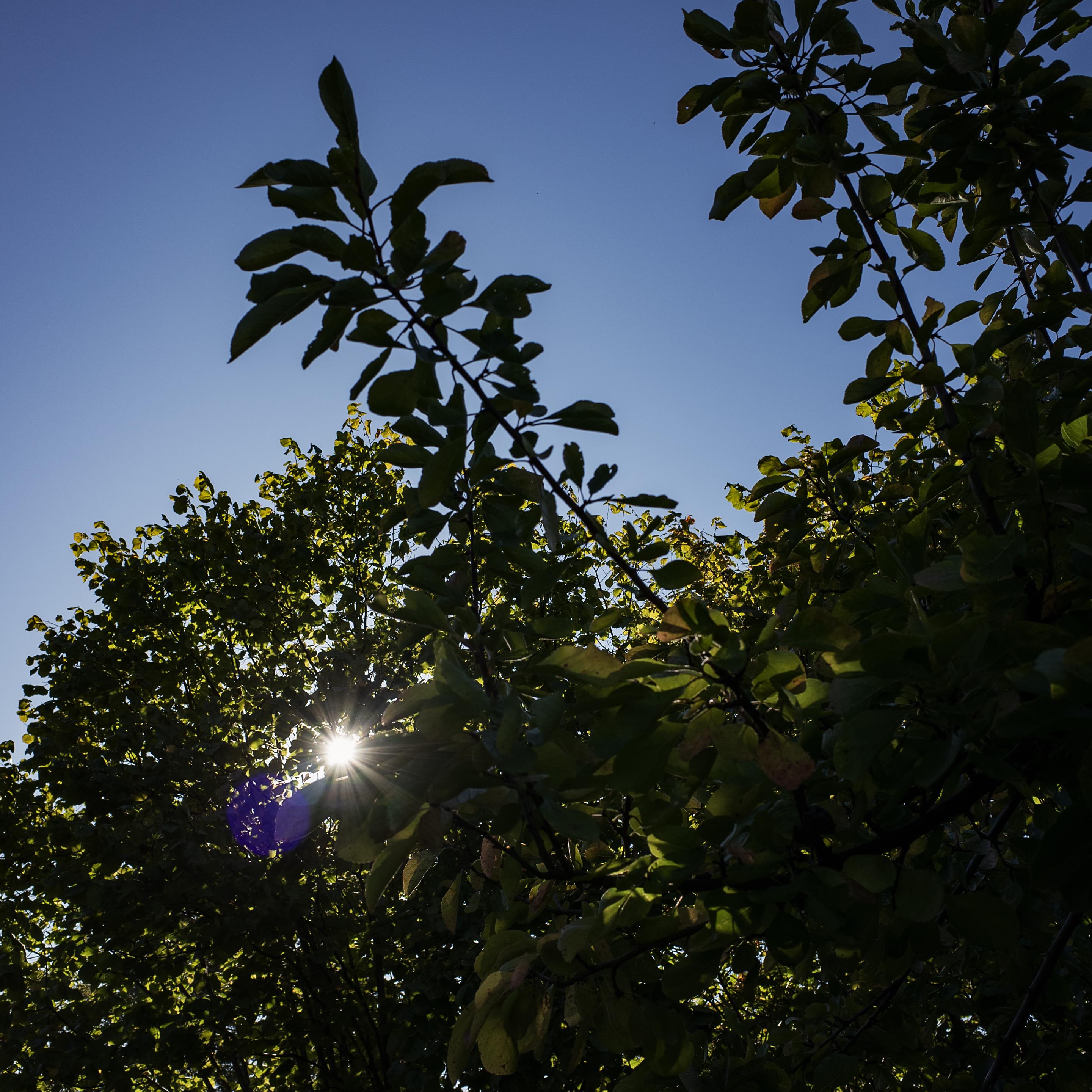 Sunshine through tree leaves and branches. Blue sky.