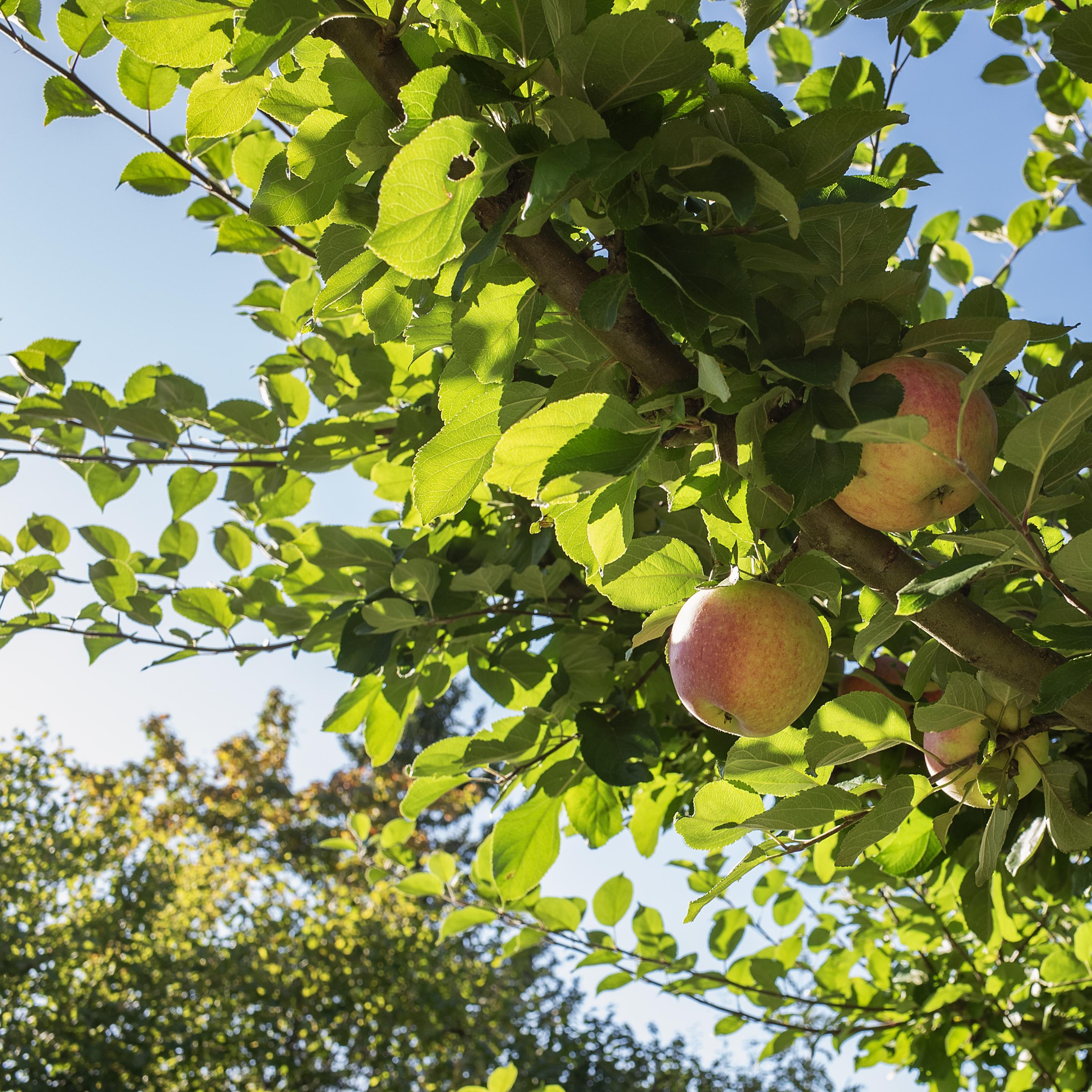 Apples on an apple tree. Blurry background and blue sky.