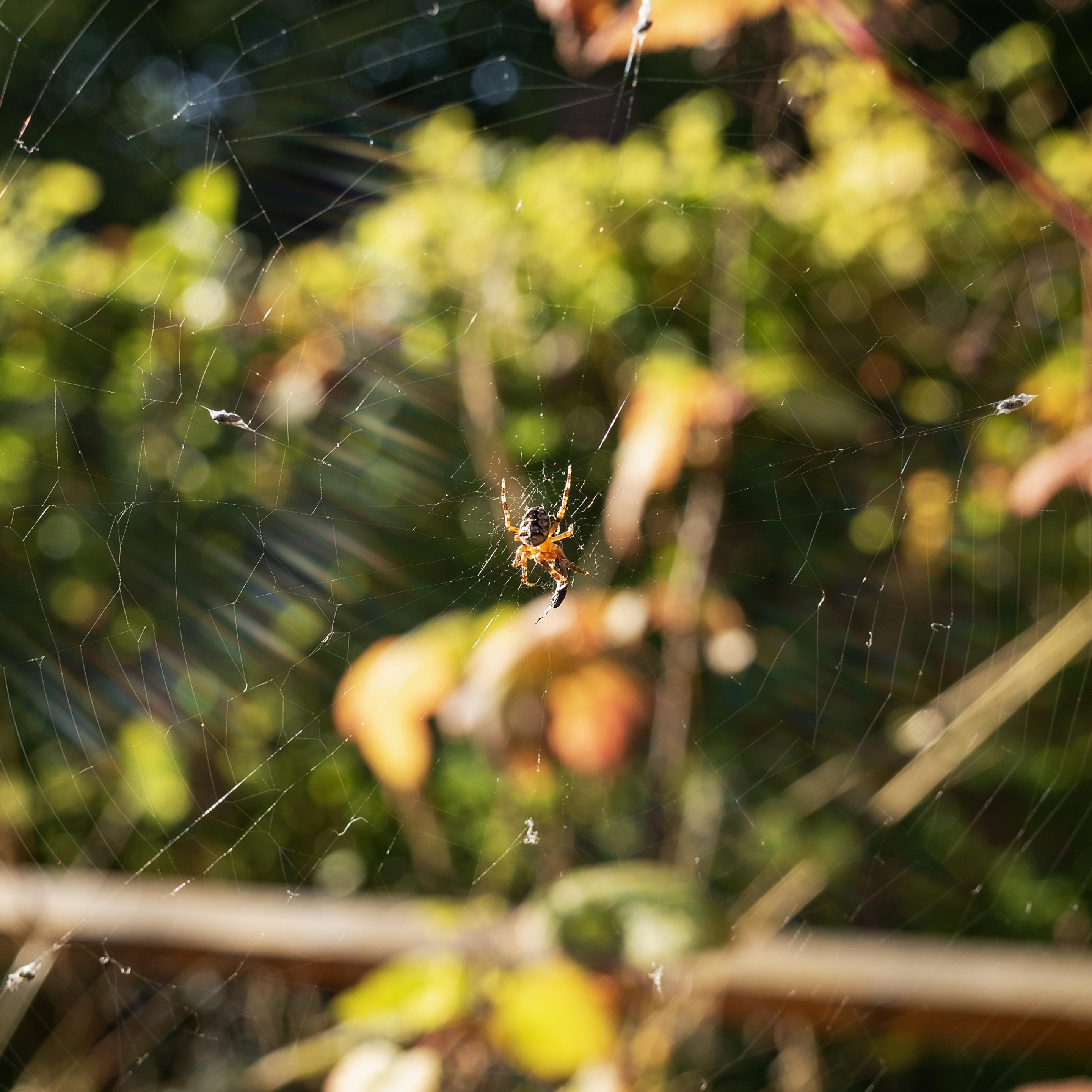 A spider in the middle of a web. Blurry background.