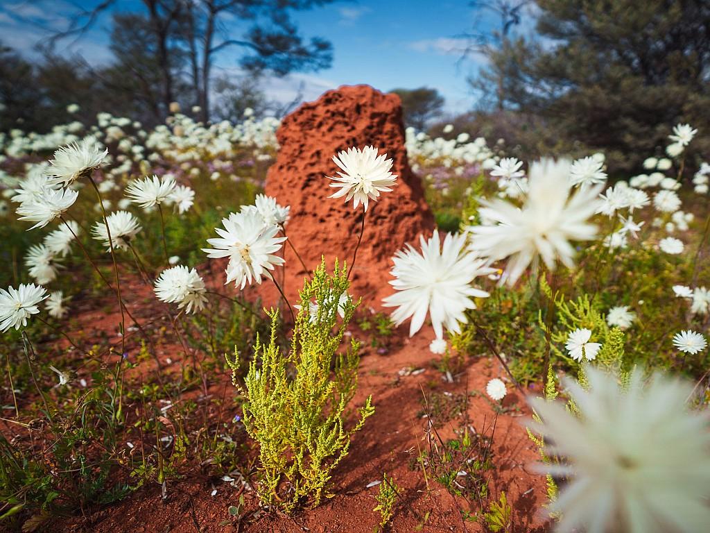 Large field of white wildflowers.