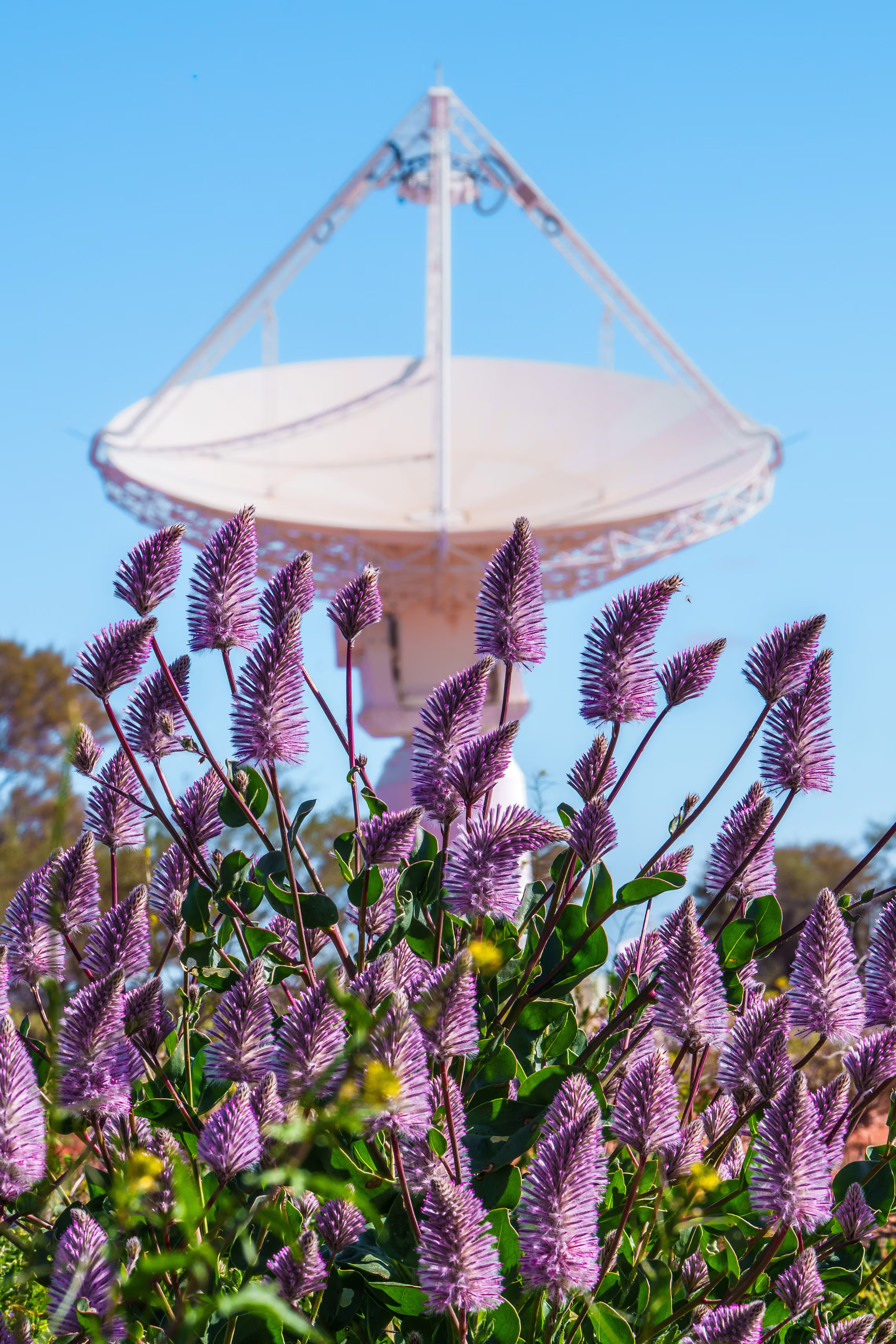 Purple wildflowers in front of a radio telescope.