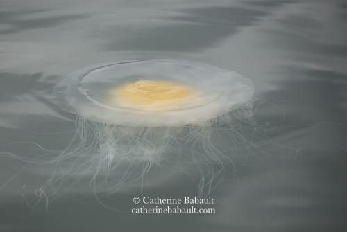 A jellyfish that looks like a poached egg floating near the surface of a calm greyish sea.