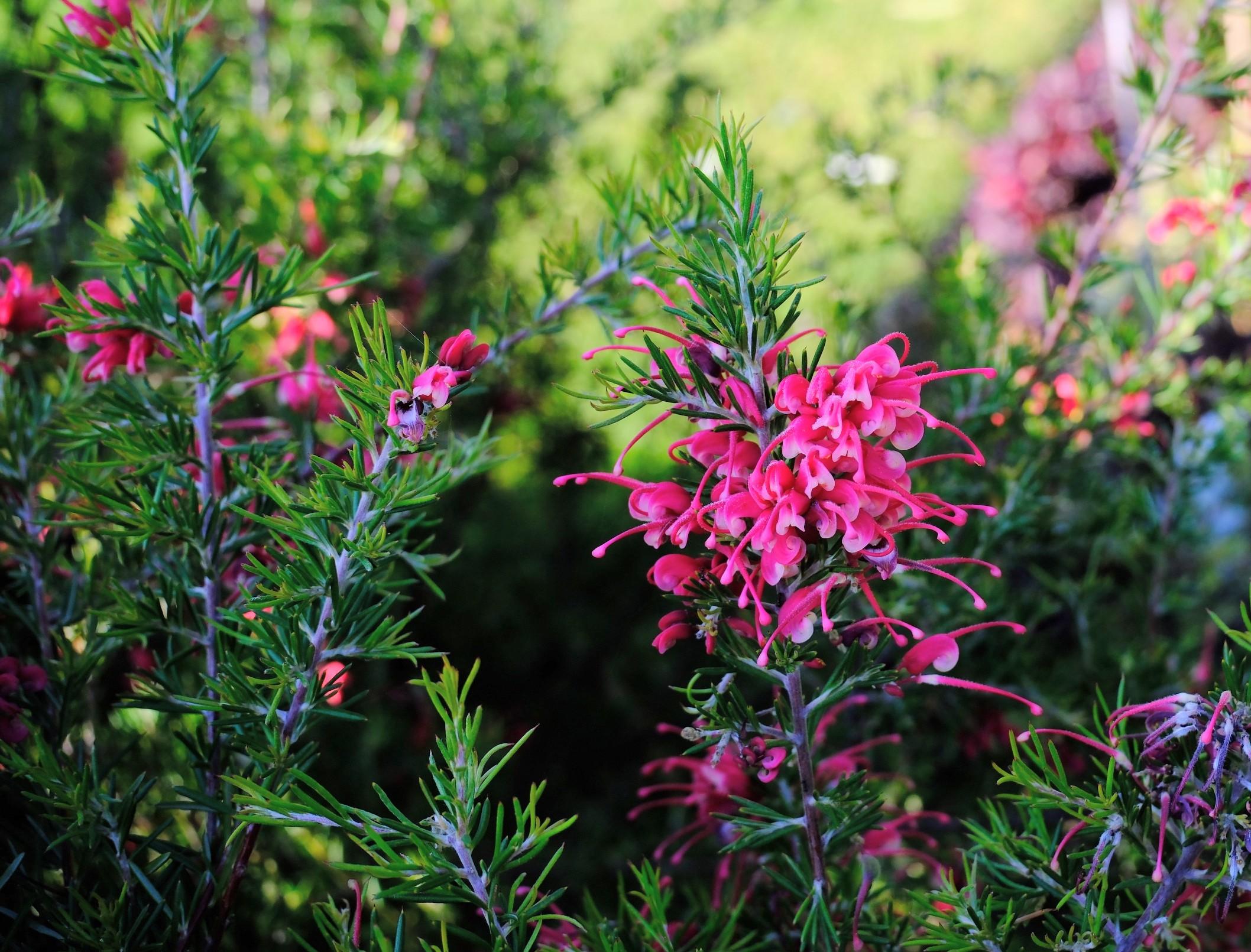 Bright crimson red pink Grevillea blooms amongst the spiky green foliage