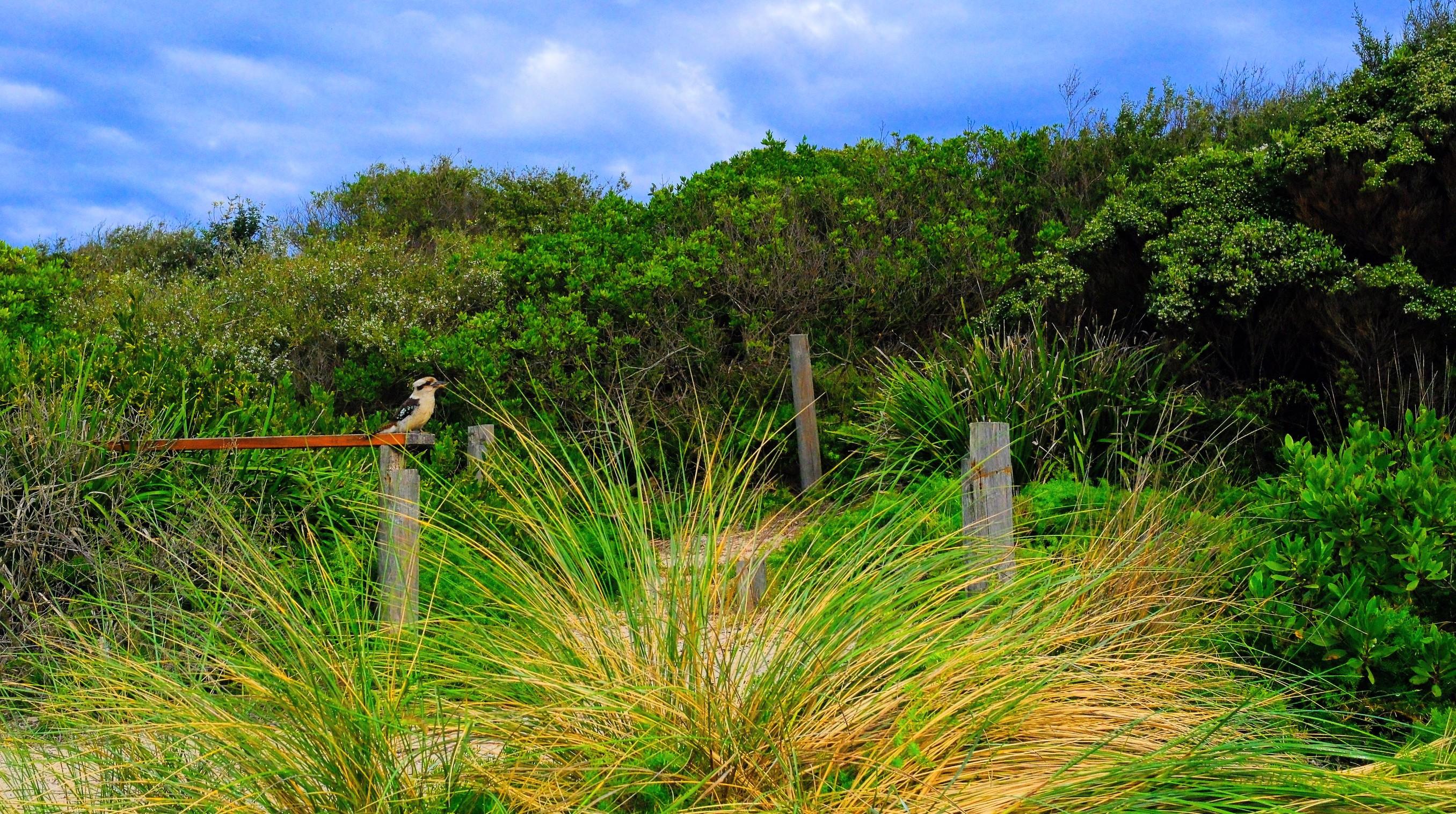 A Kookaburra sitting on a wooden post with lush green undergrowth and partly cloudy blue skies in the background.