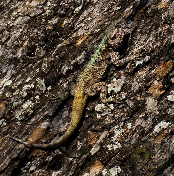 Lizard on tree