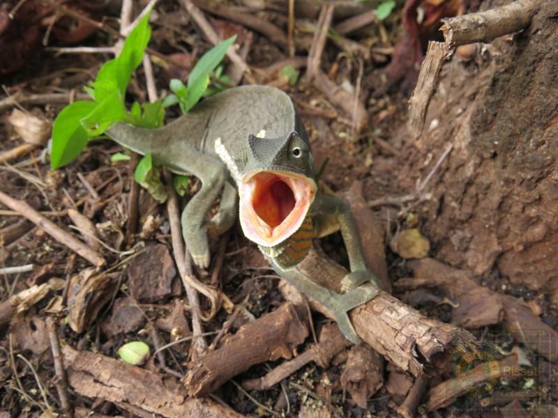 chamelion