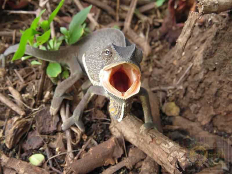 This month, been here two years, found ONE chameleon in Marloth, ONE.  Many reasons for only a few found here. BUT. Bottom line? Illegal Wildlife Trading. Will put my head on a block for that one, logical... And. That funny part of my brain that just knows stuff? It tells me this too.