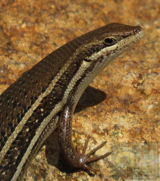 lizard