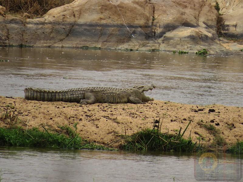 A Crocodile, on a sandbank island... in the, Crocodile River.
Kruger National Park. South Africa.