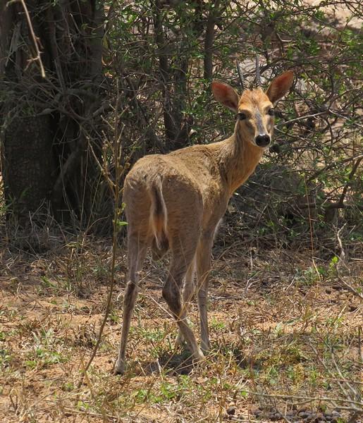 Small buck