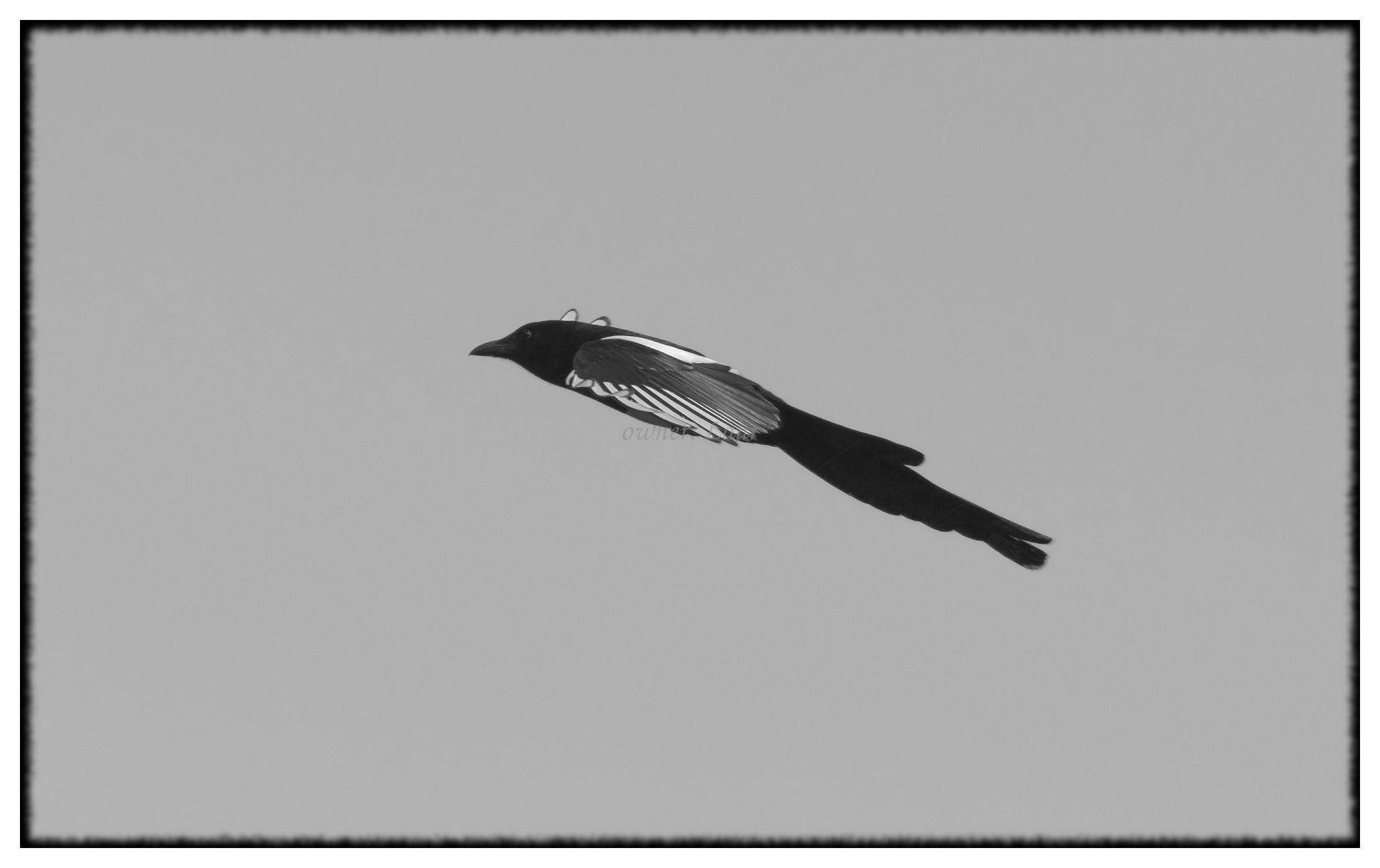 Bird, monochrome, photo