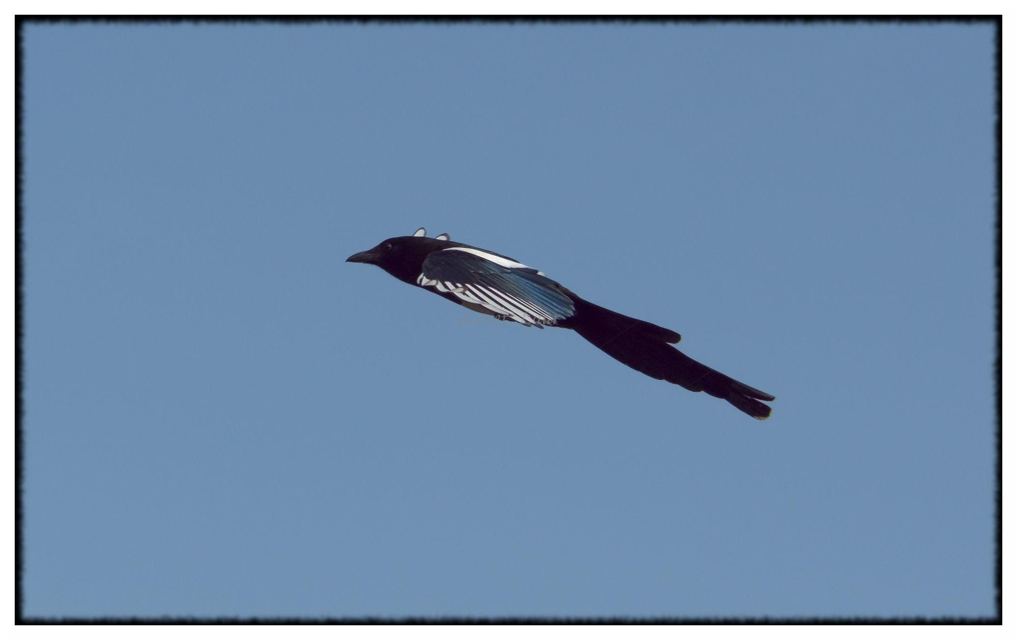 Bird, color, photo