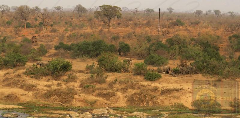 Even people with good vision shall be hard put to see the elephant in this photo, there are a LOT.