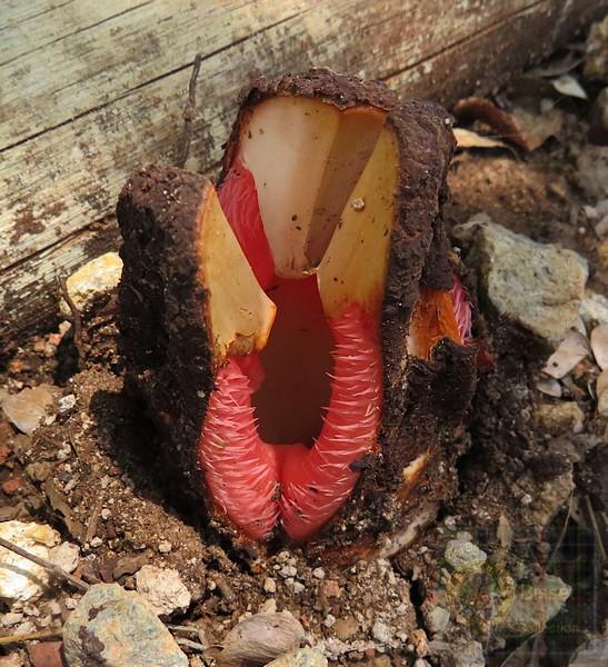 A very weird looking plant/fungi