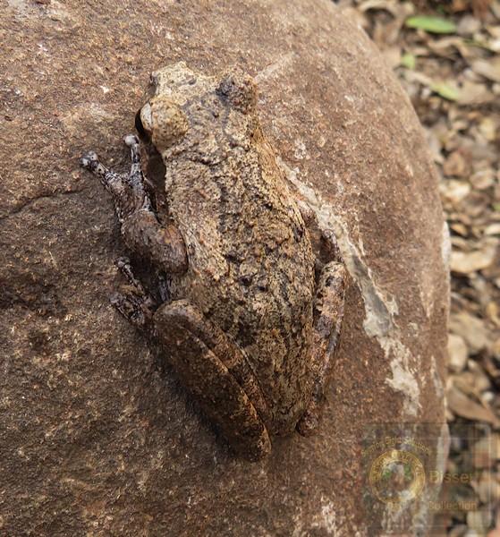 A Frog on a rock, same colours!