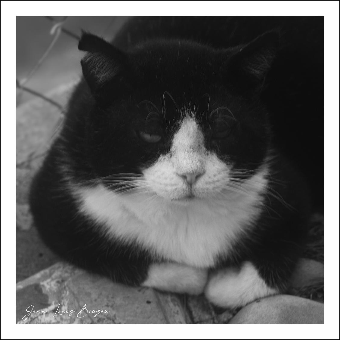 The image is a black and white, close-up portrait of a black and white cat. The cat is lying down, with its paws tucked neatly underneath its chest. The composition is tightly focused on the cat's face, filling most of the frame. The background is blurred, suggesting the cat is the sole subject of attention.
The cat has distinct black fur covering its head and back, contrasting sharply with its white chest, chin, and muzzle. Its face is the most detailed area: the white fur on its muzzle and around its nose is finely textured, and long, white whiskers fan out from either side of its nose. The cat's eyes are a focal point, though they appear somewhat obscured or distorted by an overlaid effect, possibly representing some kind of visual processing or artistic interpretation. One eye seems to be looking directly at the viewer with a slight squint, while the other is more obscured. The cat's ears are pointed and stand erect.
The image has a monochrome palette, with deep blacks and bright w