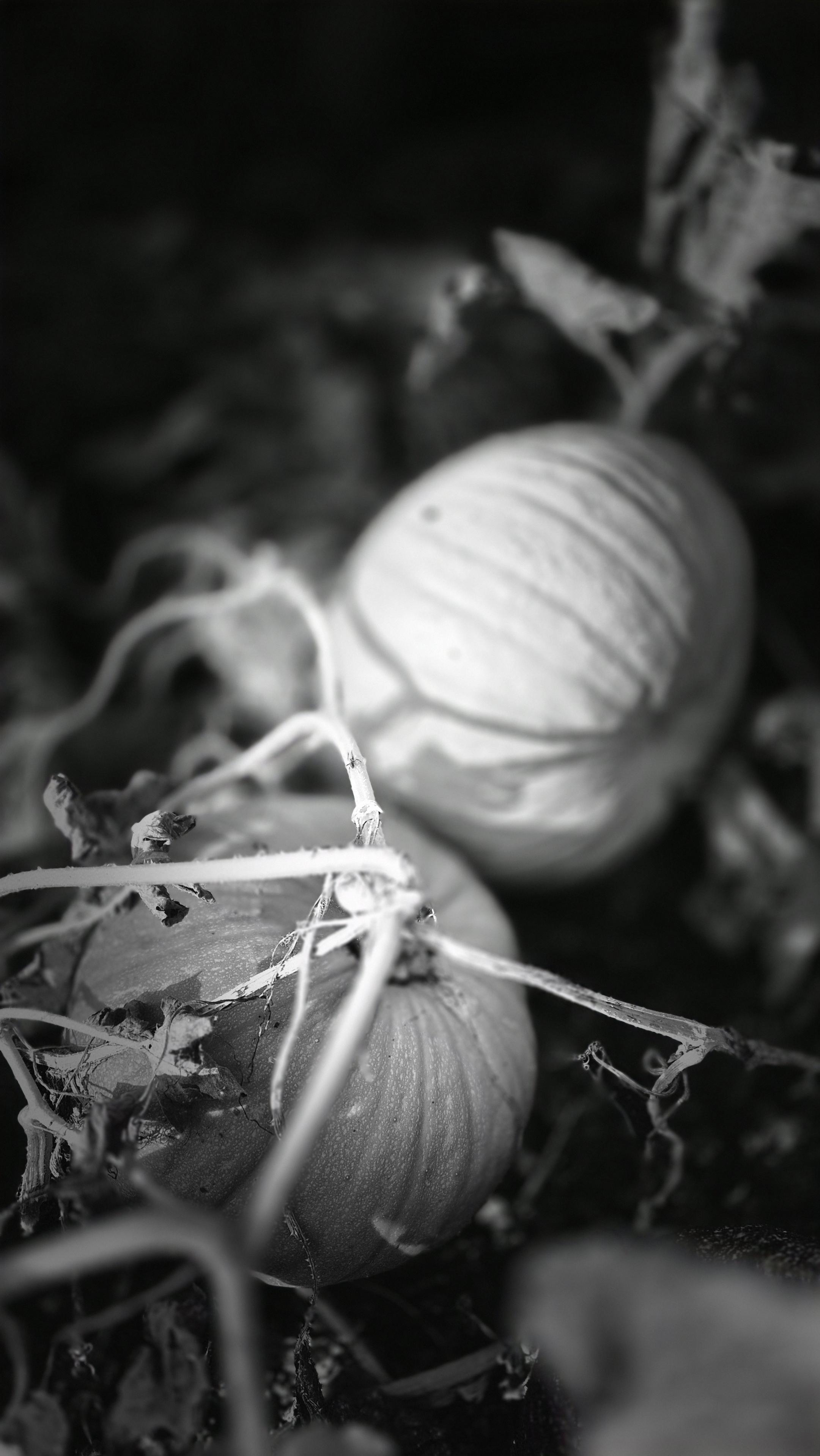 Nahaufnahme von zwei Kürbissen in schwarzweiß  mit Schatten, wobei der hintere verschwommen ist. /
A close-up of two pumpkins in black and white, with shadows, the one in the background being blurred.