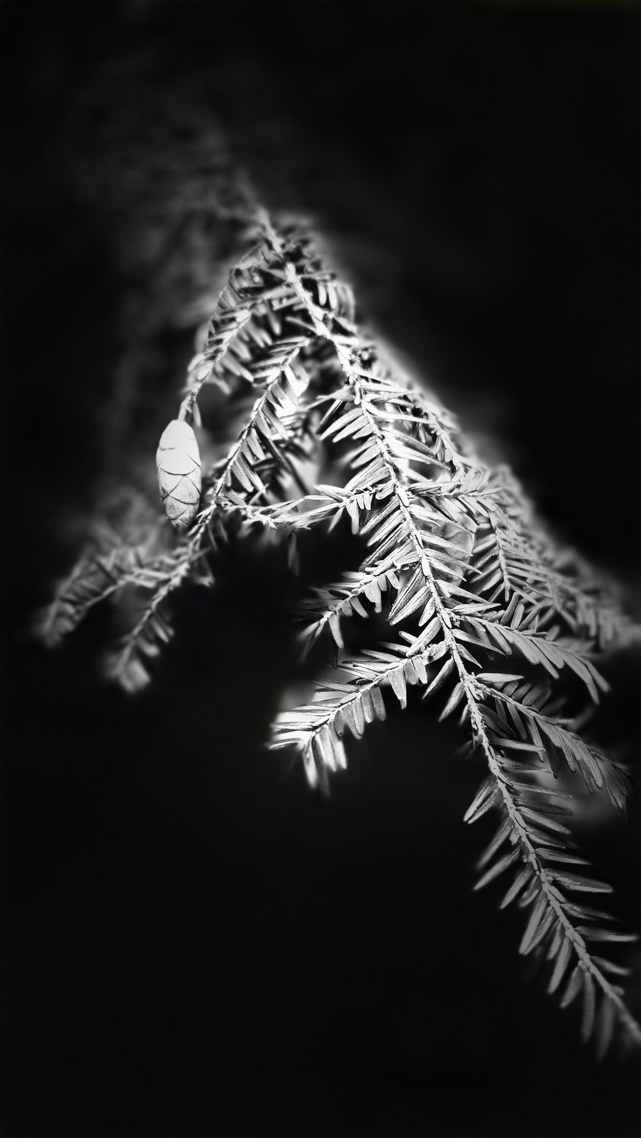 Nahaufnahme eines Nadelbaumzweiges mit Zapfen in schwarzweiß, teilweise verschwommenen. /
A close-up of a conifer branch with cones, in black and white, partly blurred.