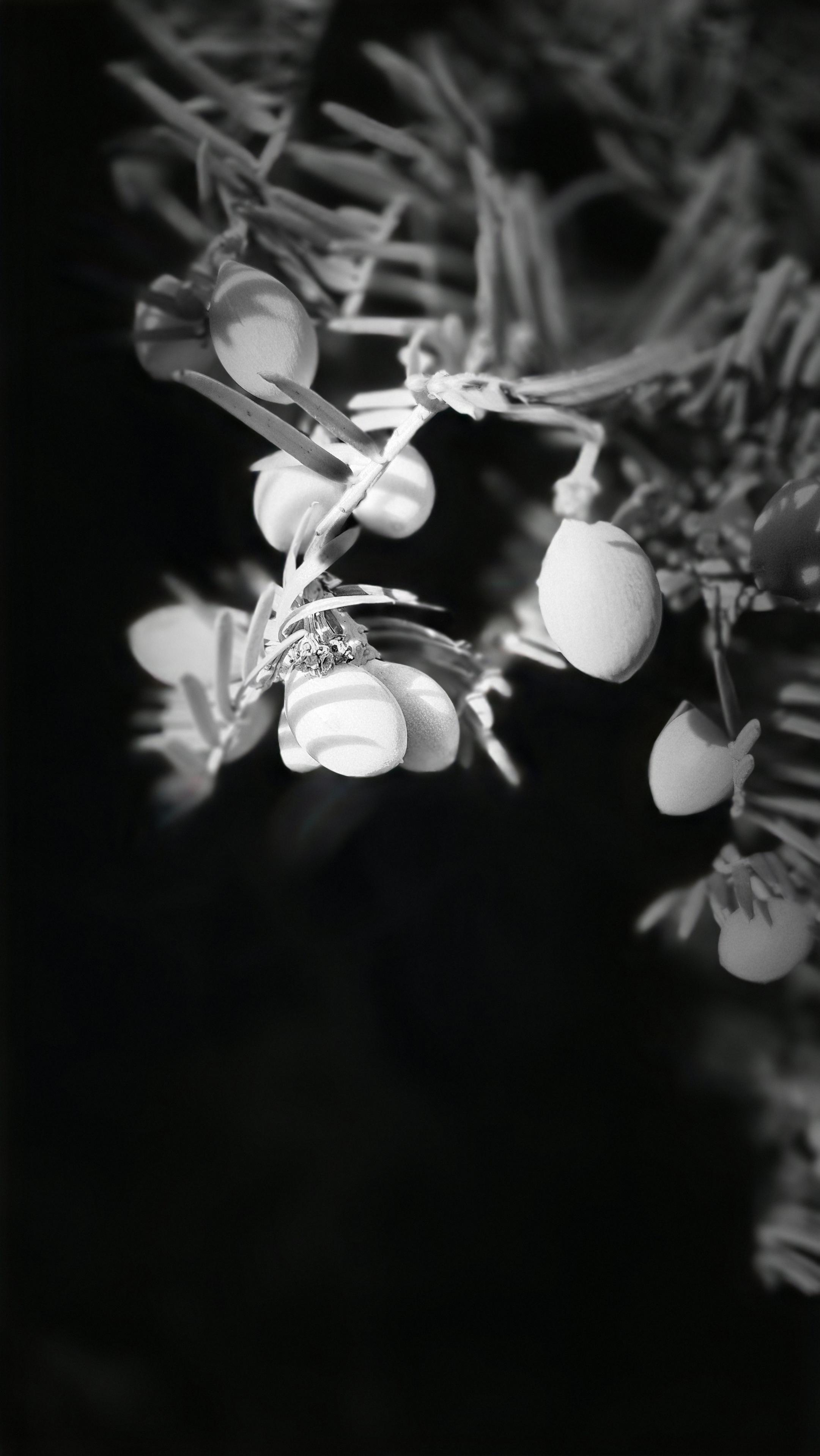 Nahaufnahme eines Nadelbaumzweiges mit olivenförmigen Zapfen, teilweise verschwommenen. /
A close-up of a conifer branch with olive-shaped cones, some of which are blurred.