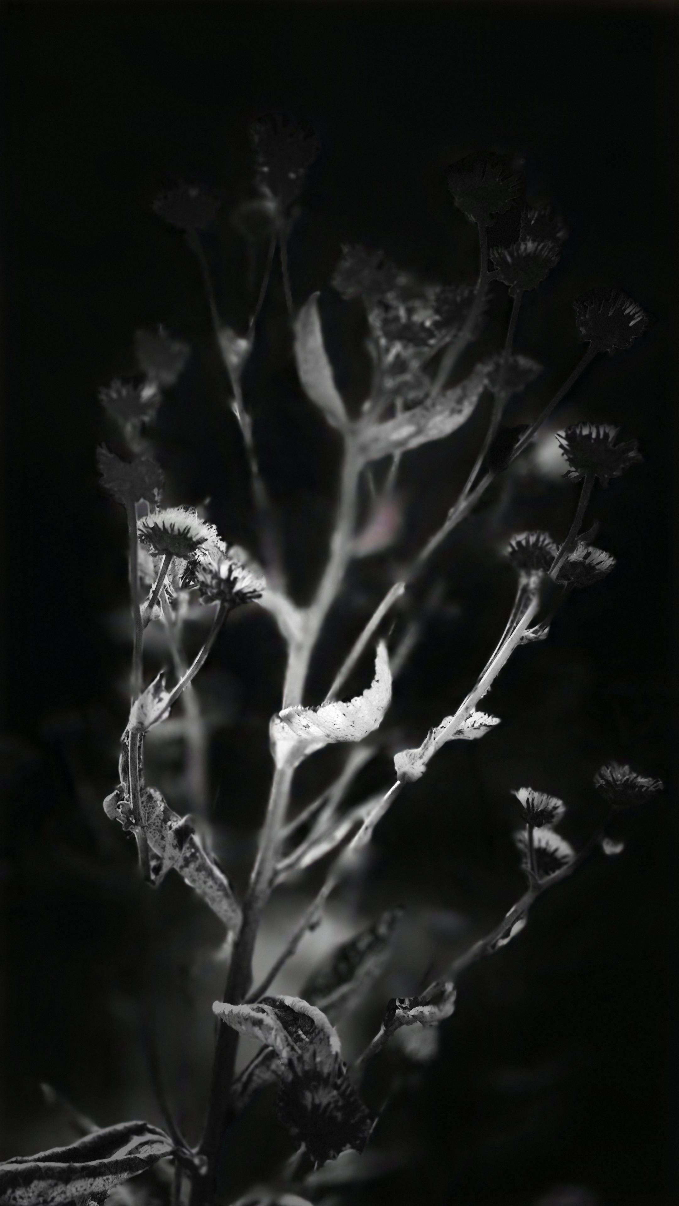 Nahaufnahme einer einzelnen Pflanze in schwarzweiß, teilweise verschwommenen. /
A close-up of a single plant in black and white, partly out of focus.