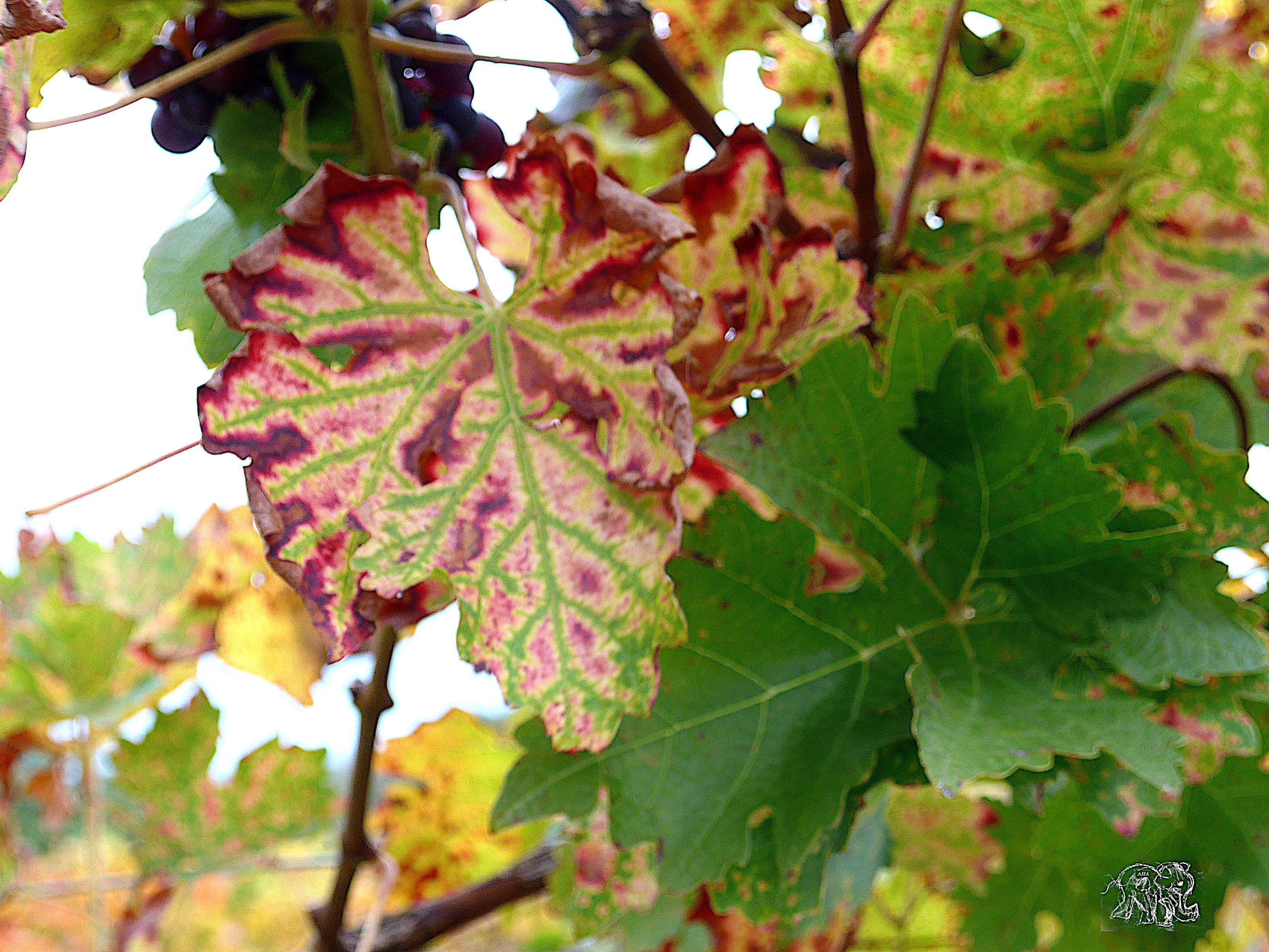 Wineleafs one showing different colors...