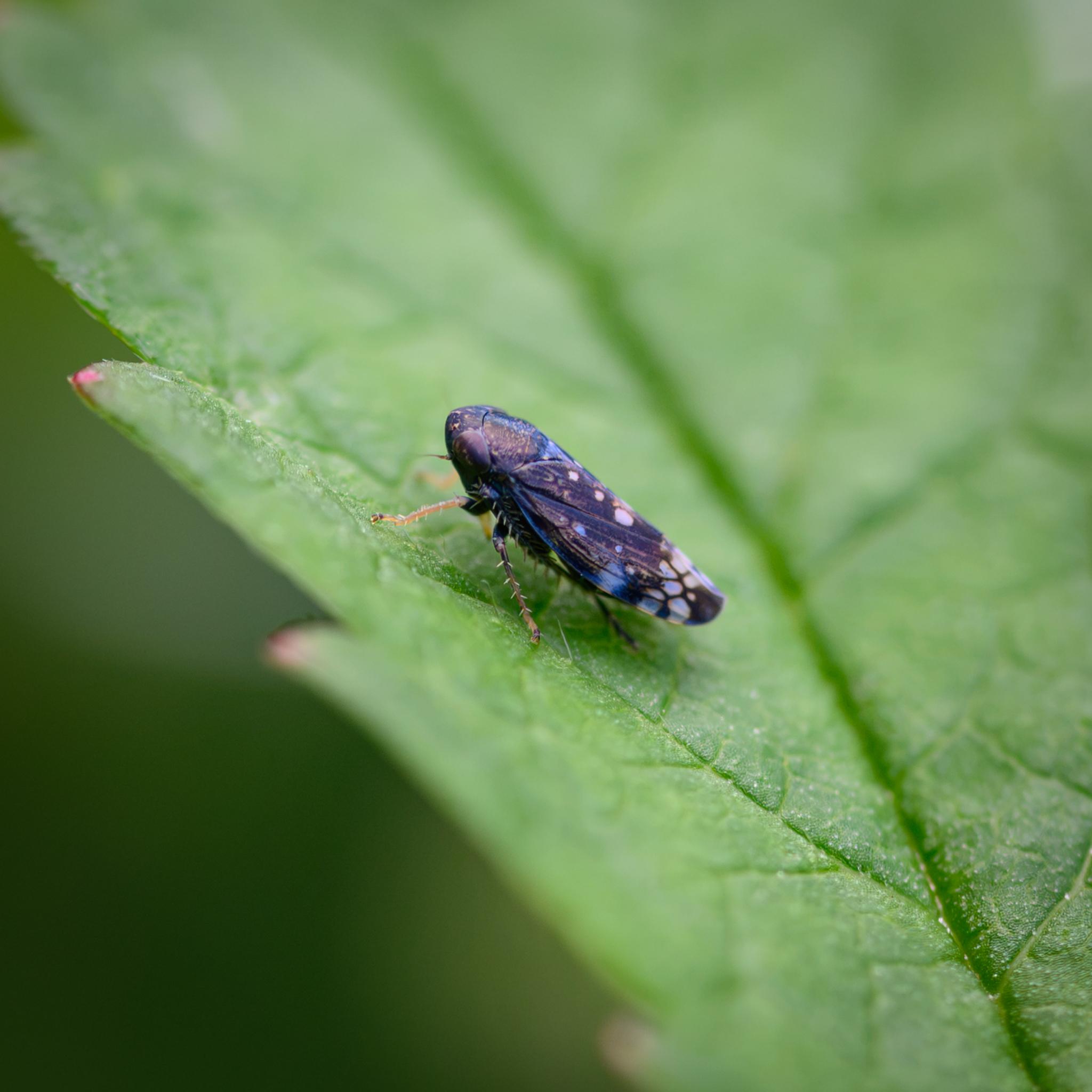 A very small leafhopper seen side on on a green leaf. The overall colour of the head, pronutum, and wings is black, but with many small and larger spots in light yellow, white, and light blue, especially towards the end of the wings. The legs are black at the top, more amber below, with many white spines. The eyes are a deep crimson red.